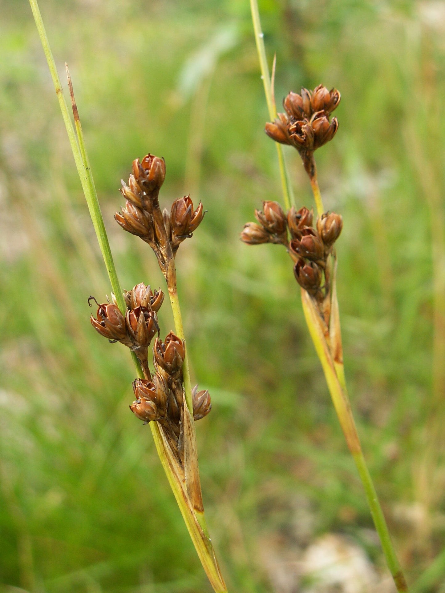 Dudley's Rush Juncus Dudleyi 1000 Seeds for Planting
