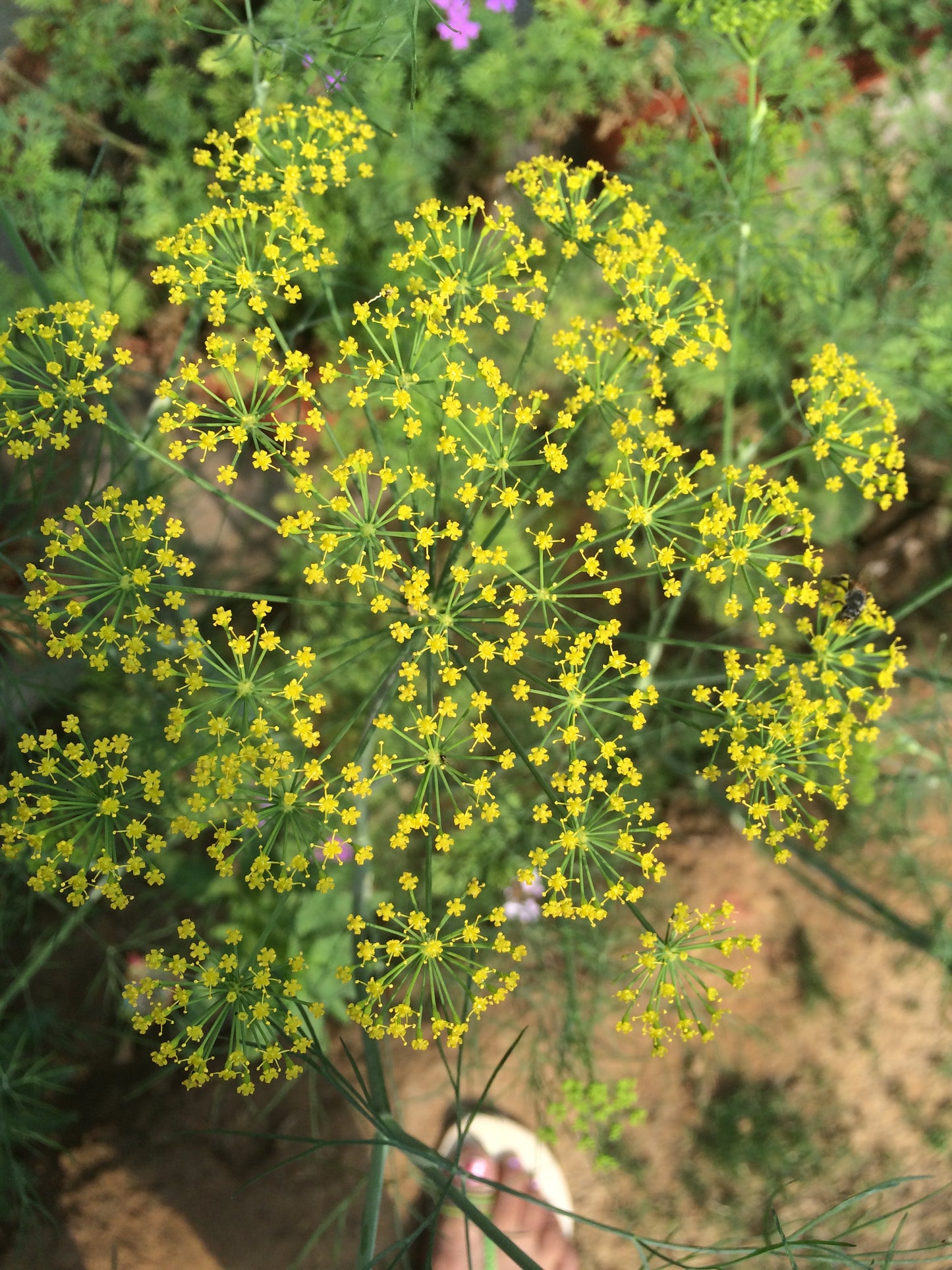Heart-leaf Golden Alexanders Zizia aptera 150 Seeds for Planting Yellow Umbel Flowers