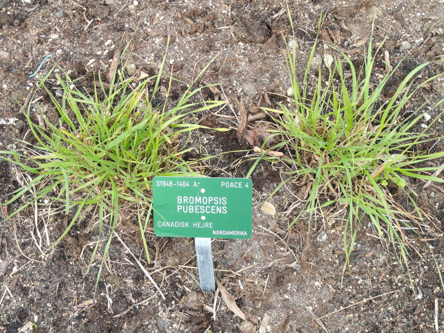 Hairy Wood Chess Bromus pubescens 300 Seeds for Planting