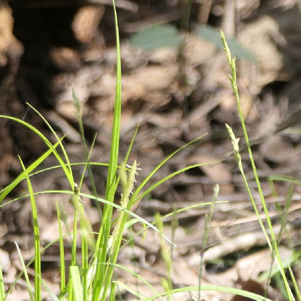 Brome-like Sedge Carex bromoides 150 Seeds for Planting