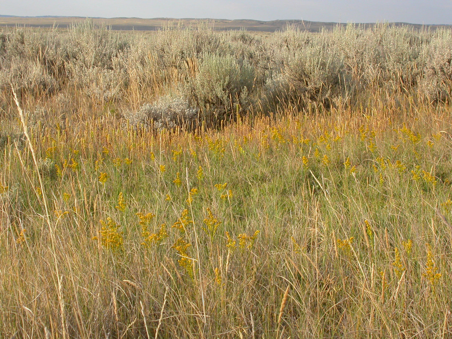 Missouri Goldenrod Solidago missouriensis 500 Seeds for Planting Early-Blooming Native Perennial Seeds