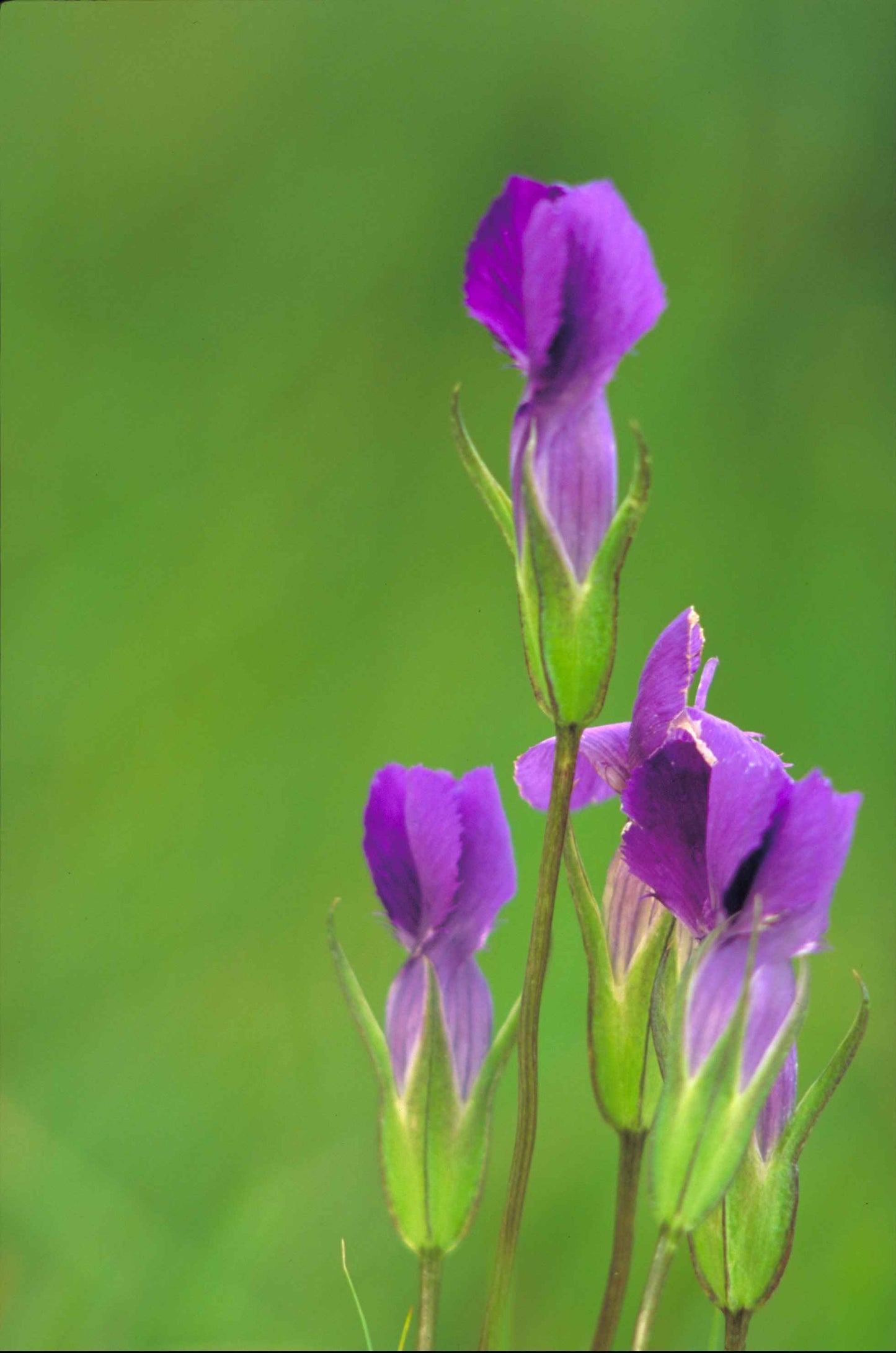Fringed Gentian Gentianopsis crinita 200 Seeds for Planting
