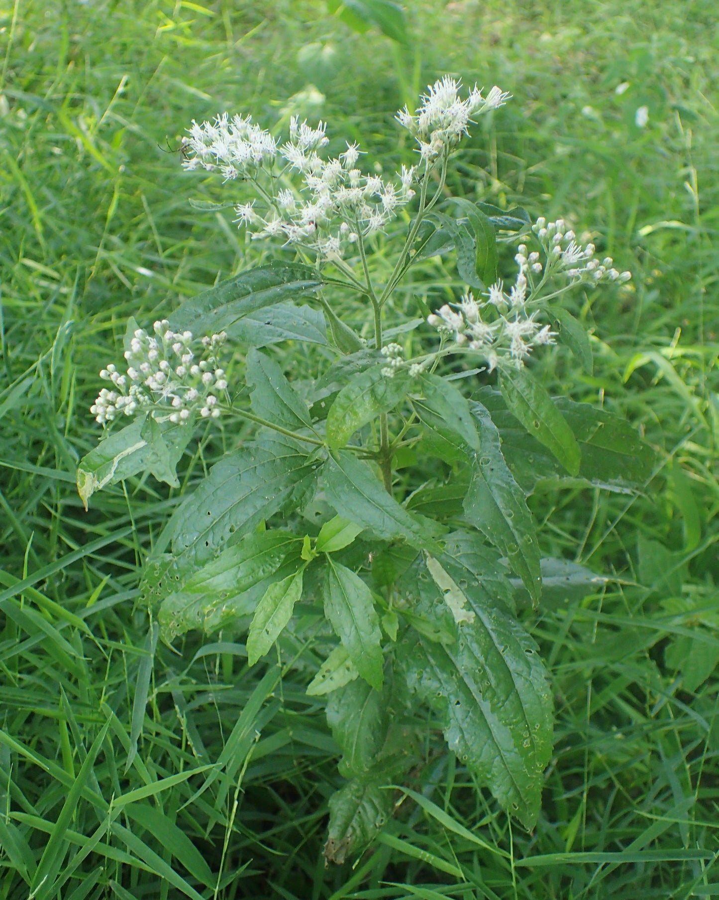 Late Boneset Eupatorium Serotinum 500 Seeds for Planting Native Perennial Flowers