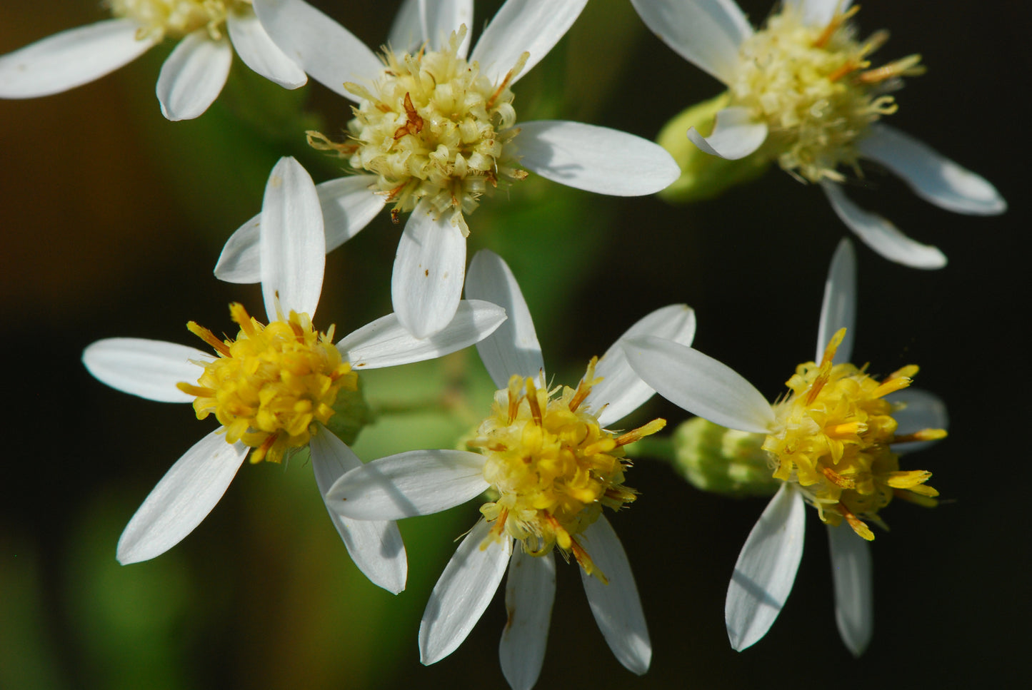 Flat-Topped Aster Doellingeria Umbellata 400 Seeds for Planting Perennial Flowers