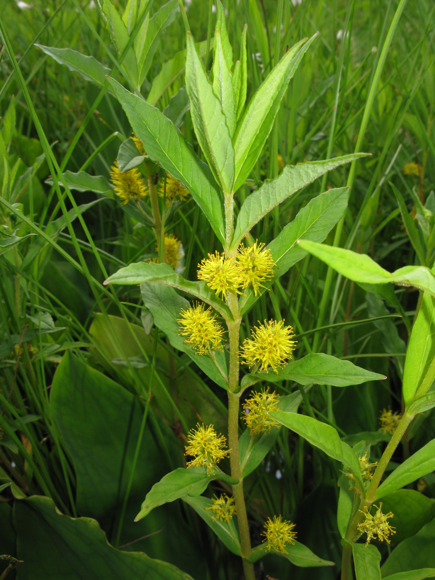 Tufted Loosestrife Lysimachia Thyrsiflora 100 Seeds for Planting Yellow Flower Seeds Lythrum thyrsiflorum