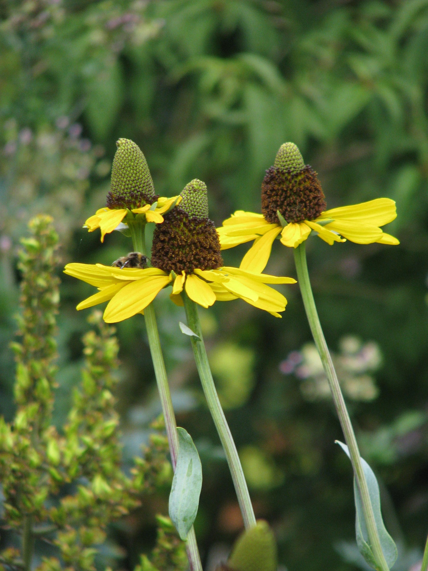 Great Coneflower Rudbeckia Maxima 75 Seeds for Planting