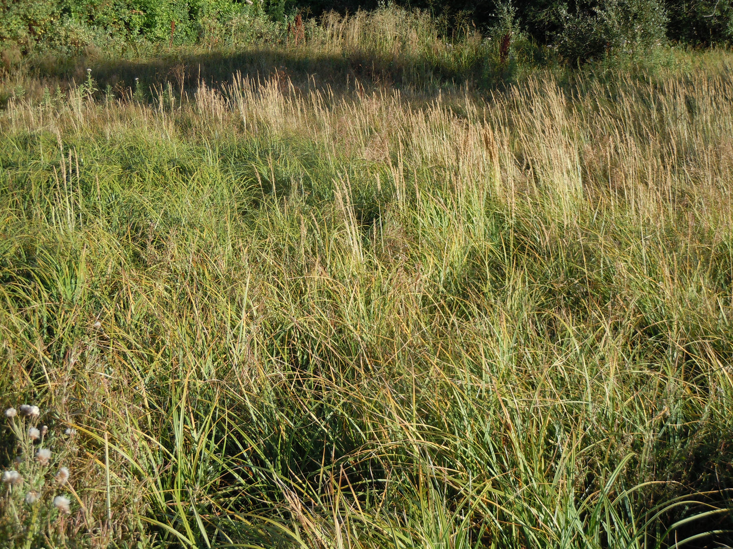 Common Tussock Sedge Carex Stricta 150 Seeds for Planting Wetland Perennial Seeds