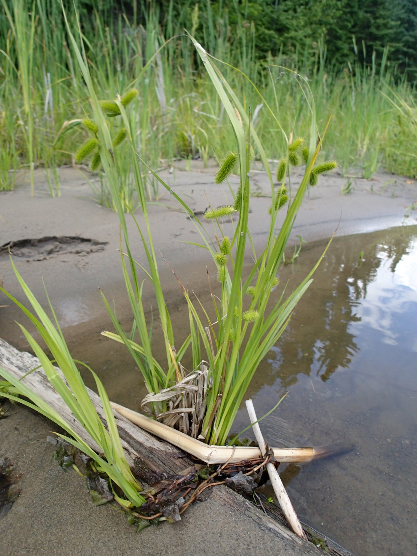 Bristly Sedge Carex Comosa 750 Seeds for Planting