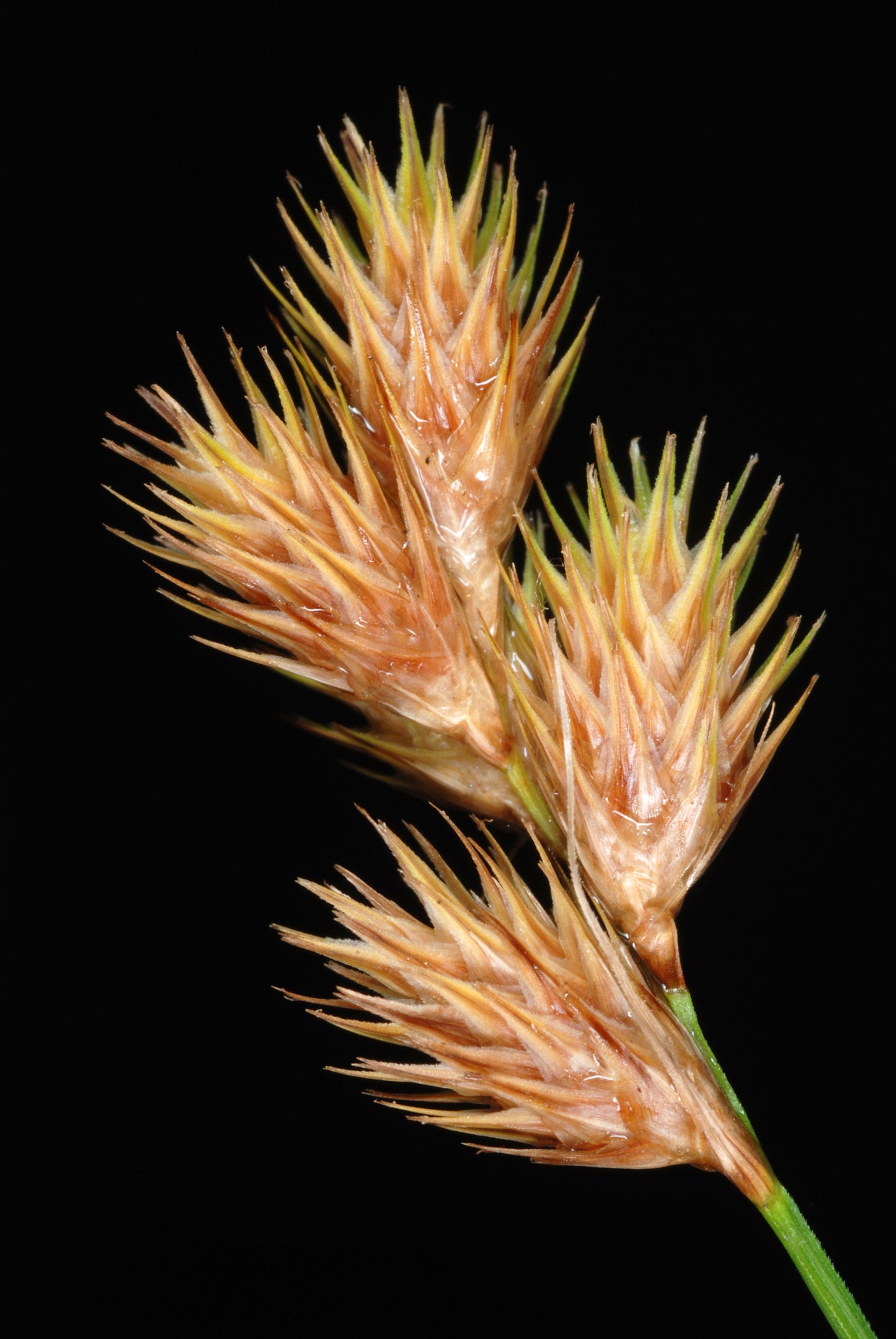 Lance-fruited Oval Sedge Carex Scoparia 1000 Seeds for Planting