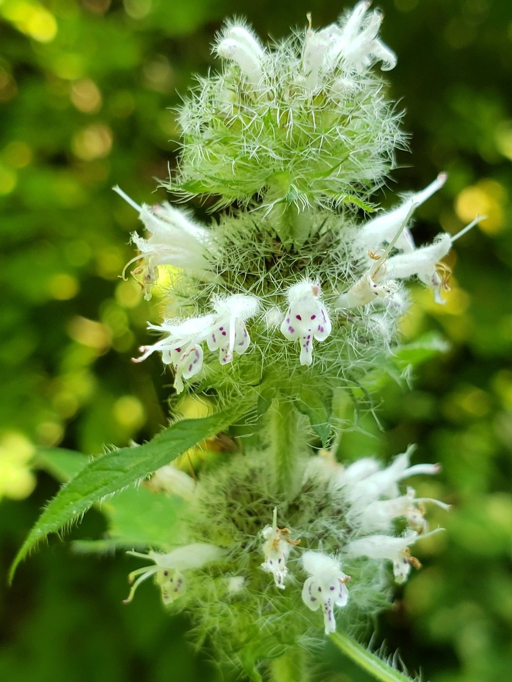 Hairy Wood Mint Blephilia Hirsuta 1000 Seeds for Planting