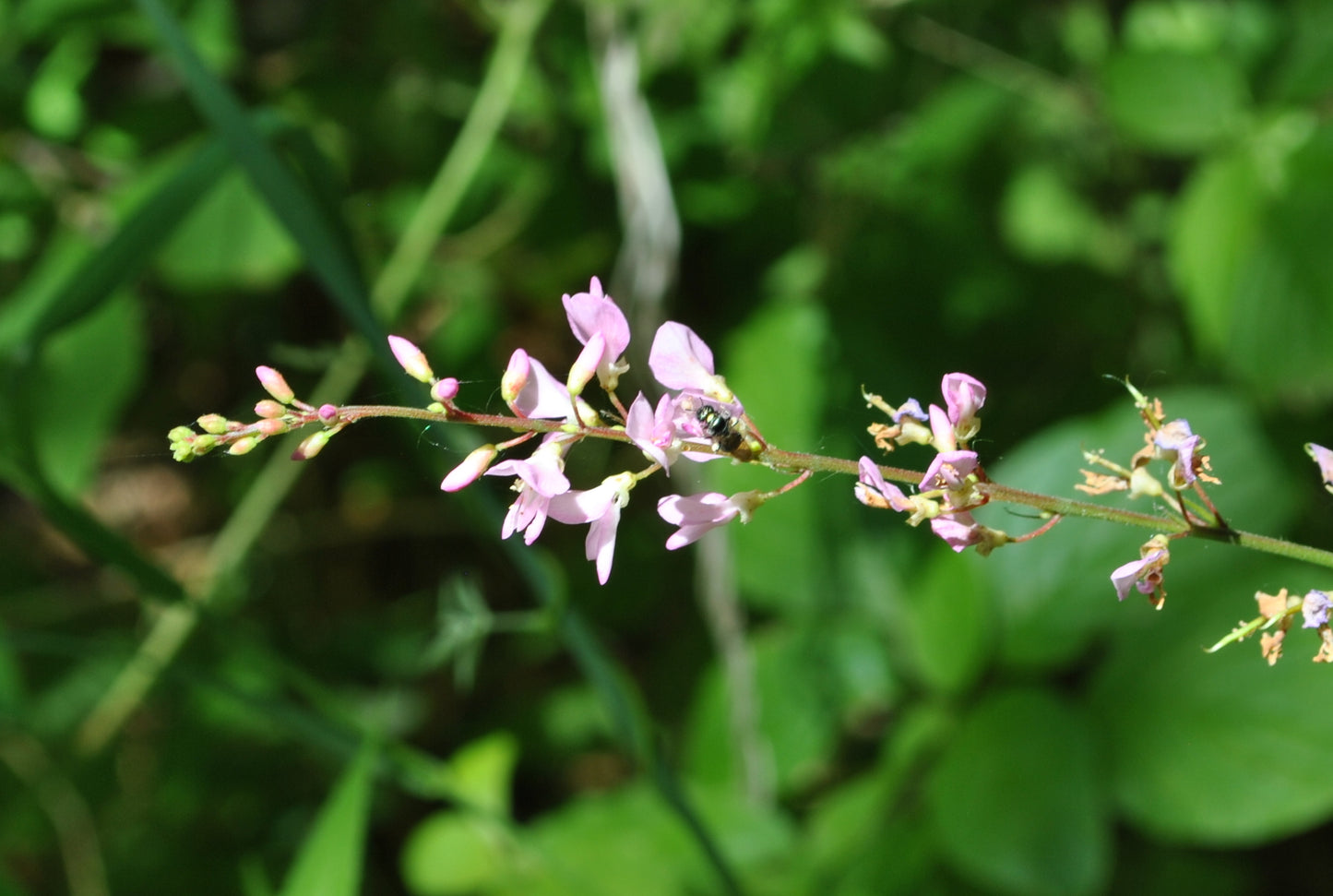 American Lopseed Phryma leptostachya 100 Seeds for Planting