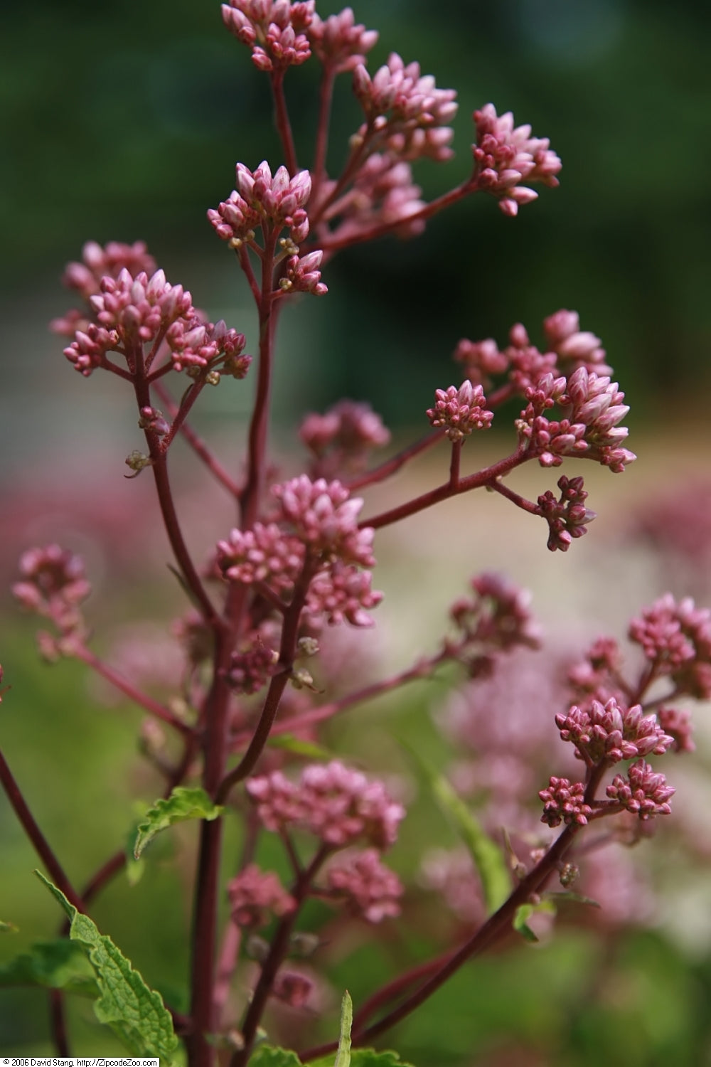 Hollow Joe Pye Weed Eutrochium Fistulosum 200 Seeds for Planting