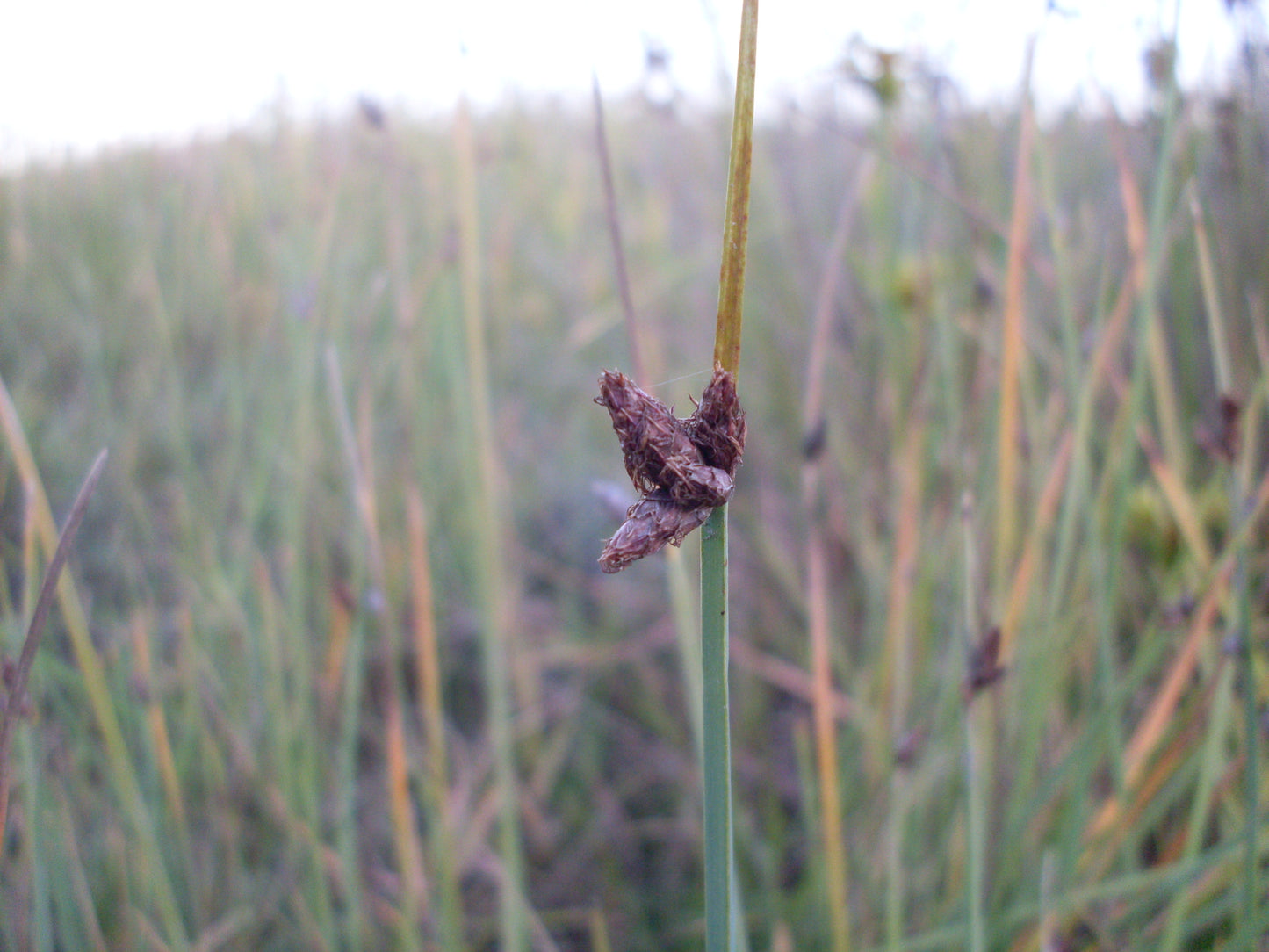 Chairmaker's Rush Scirpus pungens 250 Seeds for Planting