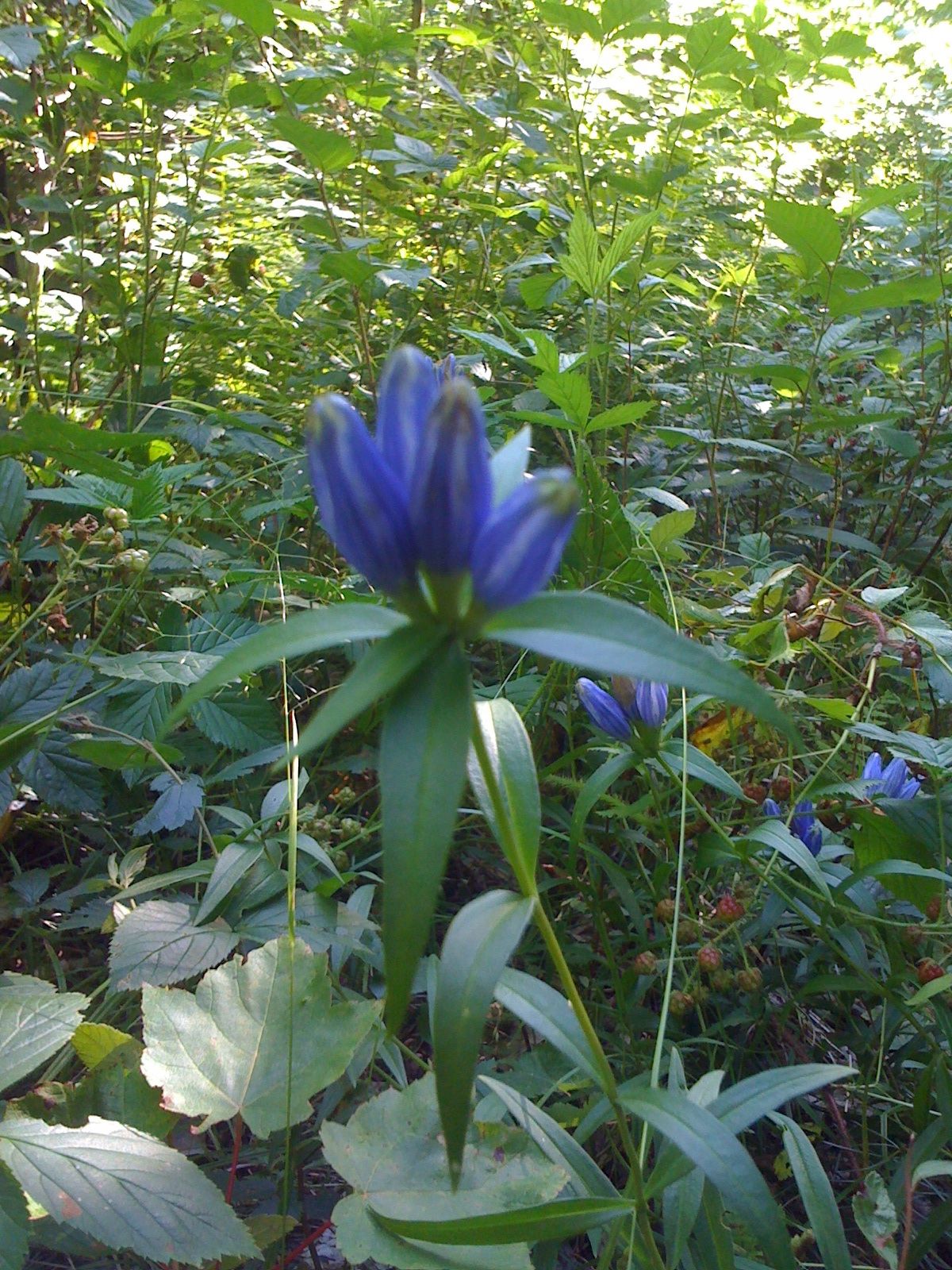 Bottle Gentian Gentiana Andrewsii 750 Seeds for Planting