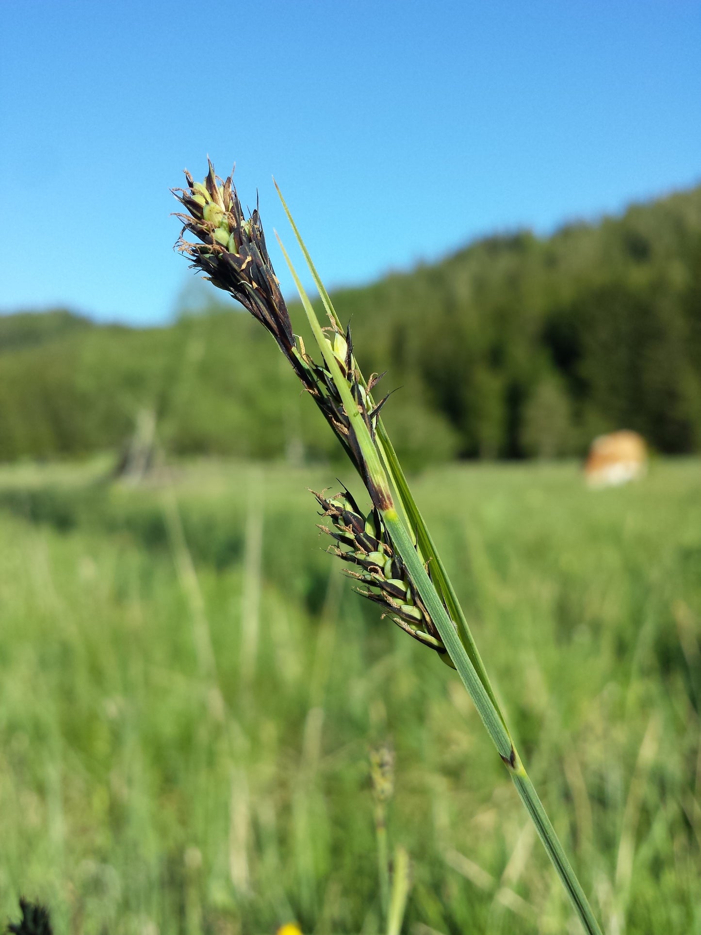 Buxbaum's Sedge Carex Buxbaumii 100 Seeds for Planting Brown Bog Sedge Seeds