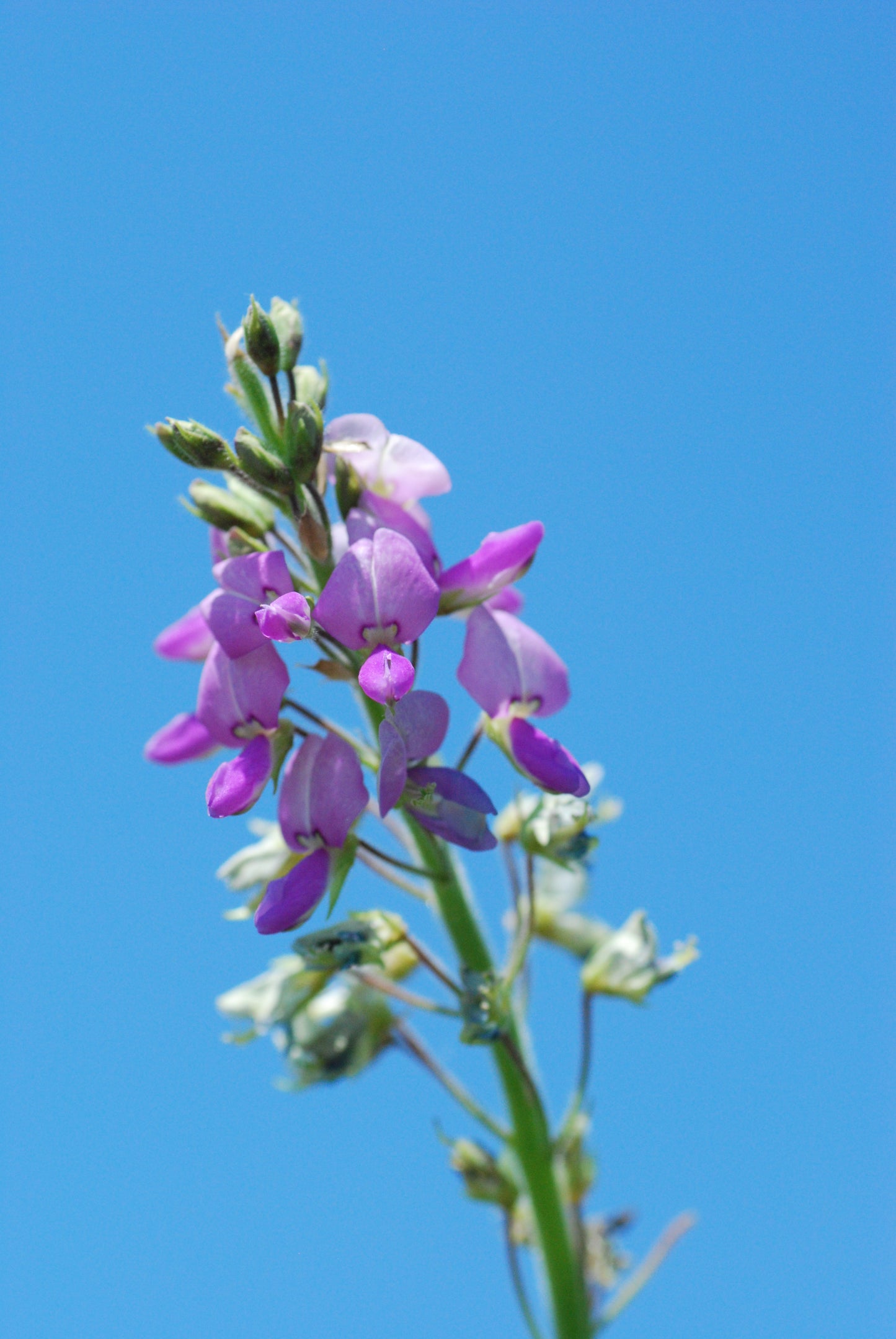 Illinois Tick Trefoil Desmodium Illinoense 150 Seeds for Planting