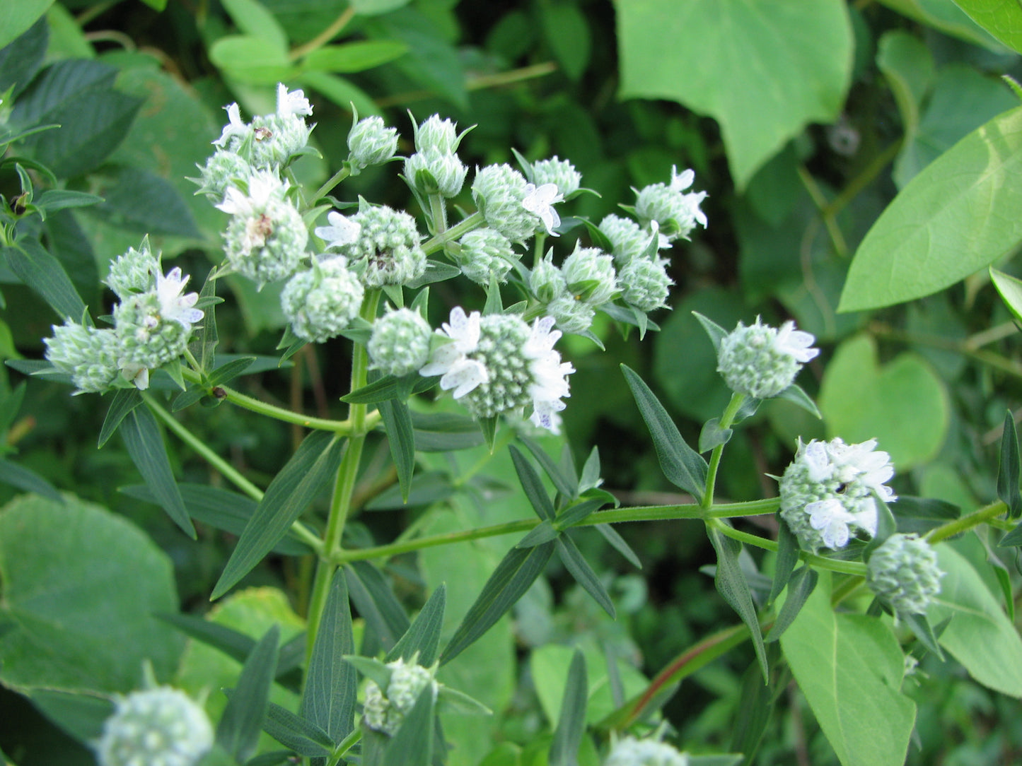 Hairy Mountain Mint Pycnanthemum Verticillatum Var Pilosum 1000 Seeds for Planting