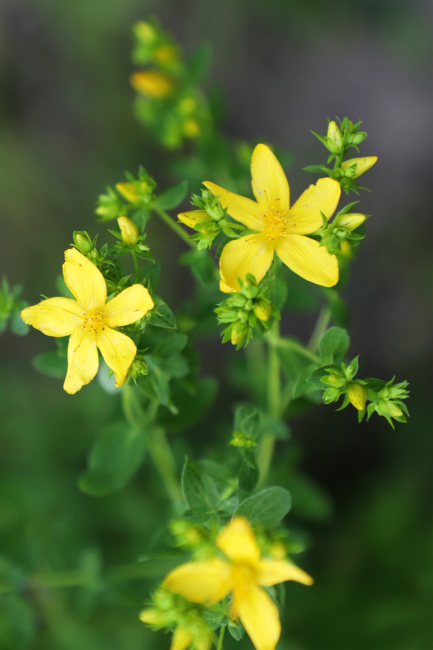 Great Canada St. John's Wort Hypericum pyramidatum 1000 Seeds for Planting Native Yellow Flowers