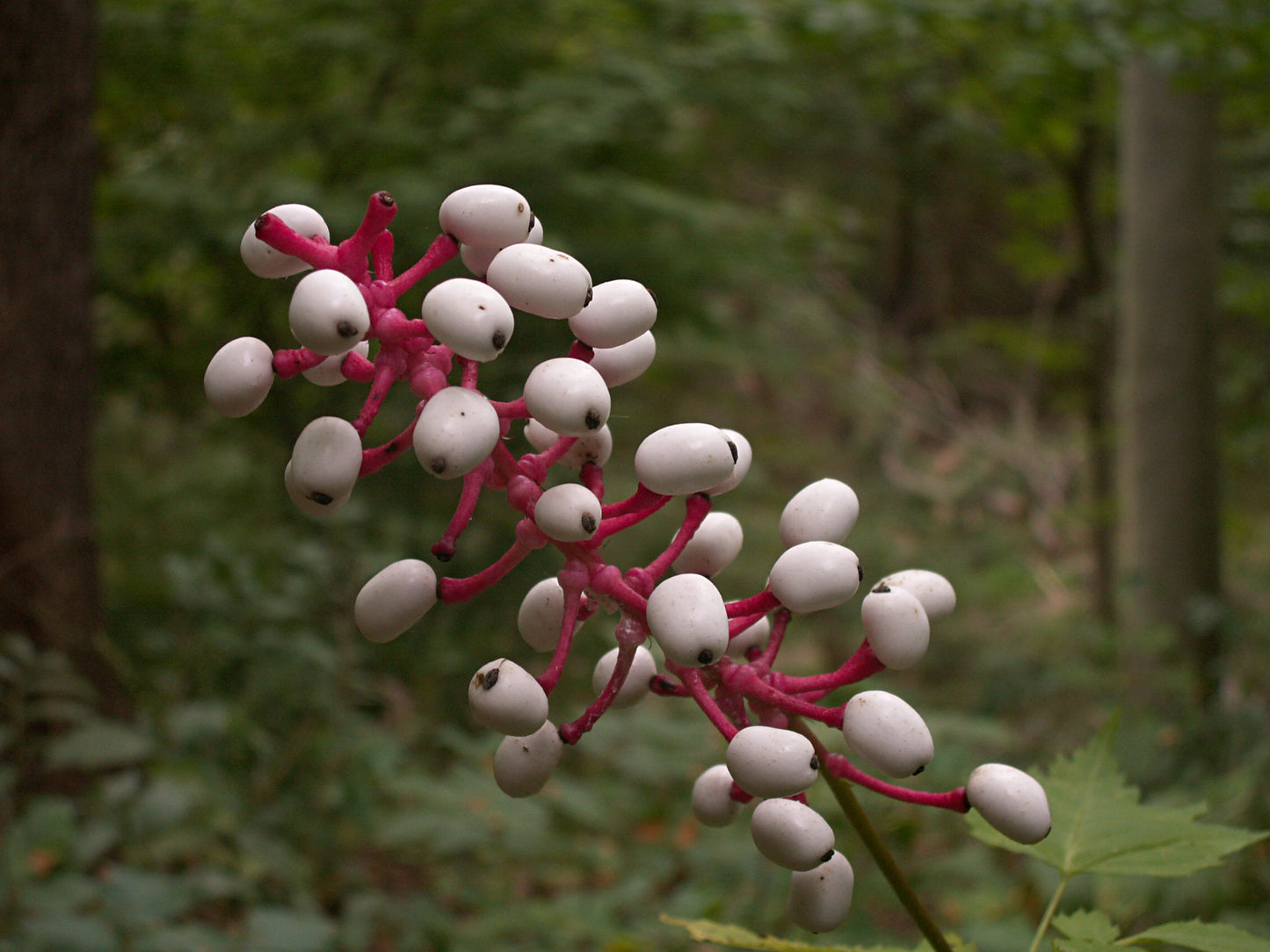 Doll's Eyes Actaea Pachypoda 50 Seeds for Planting