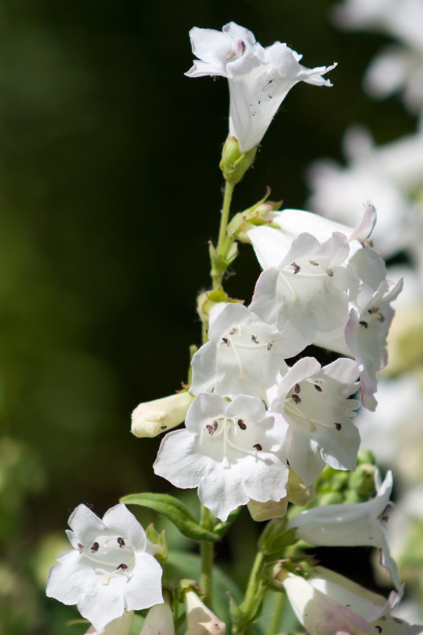 Foxglove Beardtongue Penstemon digitalis 1000 Seeds for Planting