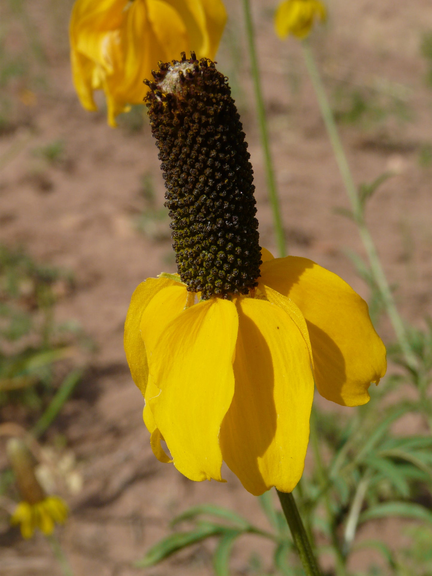 Long-headed Coneflower Ratibida Pinnata 1000 Seeds for Planting Yellow Coneflower
