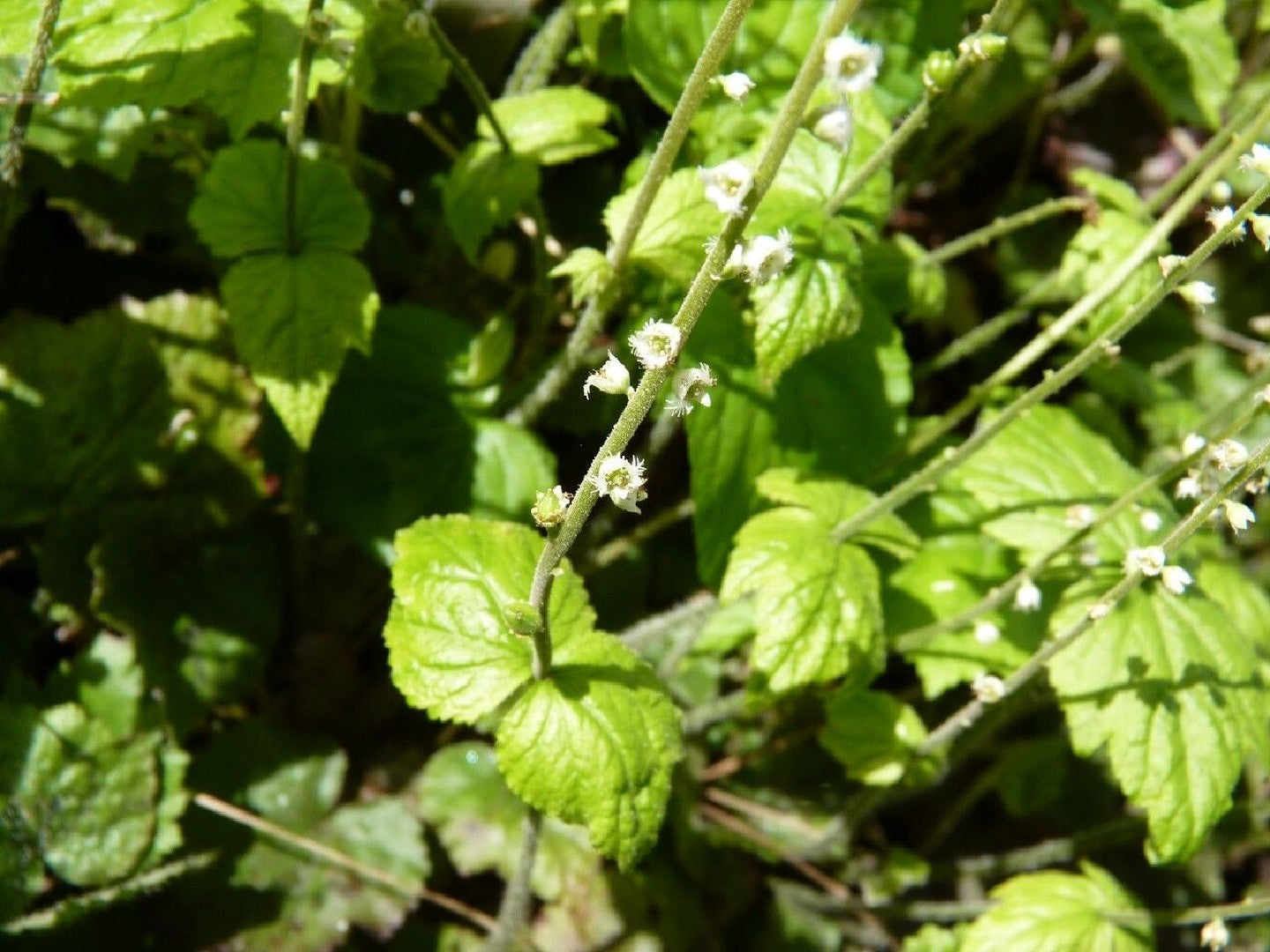 Bishop's Cap Mitella Diphylla 100 Seeds for Planting Fringed Flowers