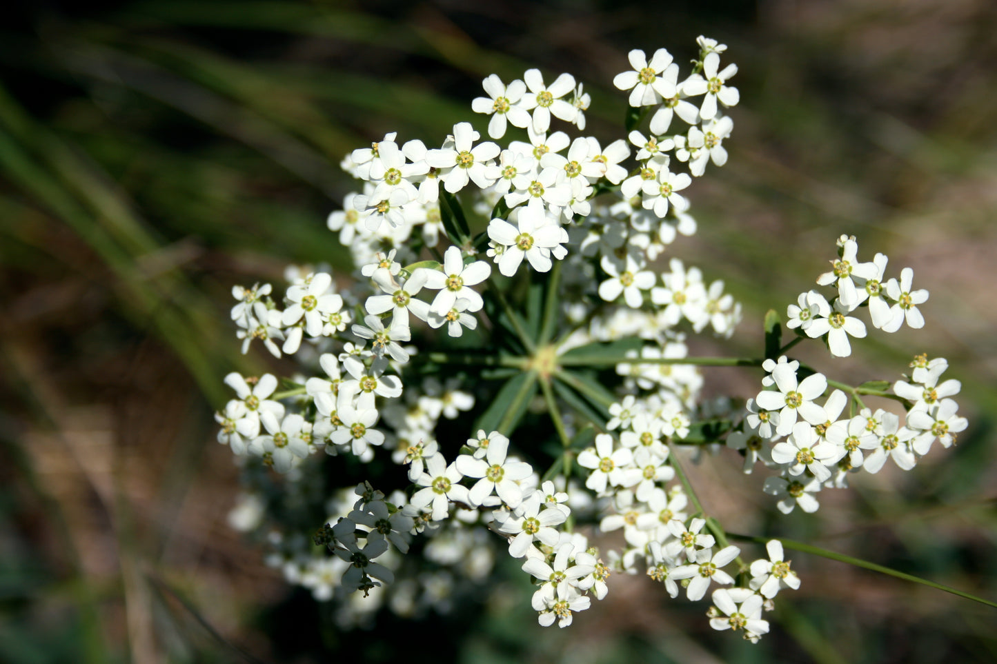 Flowering Spurge Euphorbia corollata 75 Seeds for Planting Native Baby's Breath
