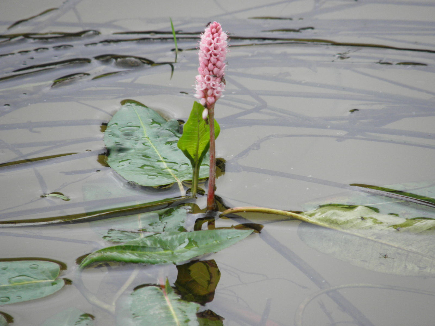 Marsh Smartweed Persicaria amphibia 50 Seeds for Planting