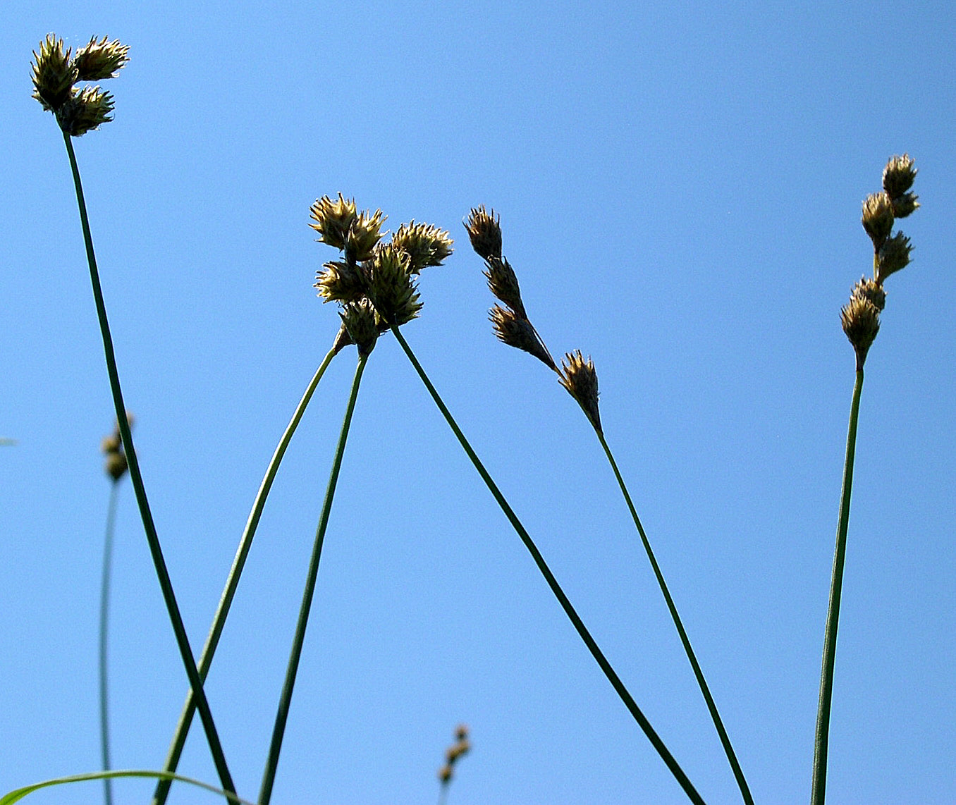 Copper-shouldered Oval Sedge Carex Bicknellii 500 Seeds for Planting