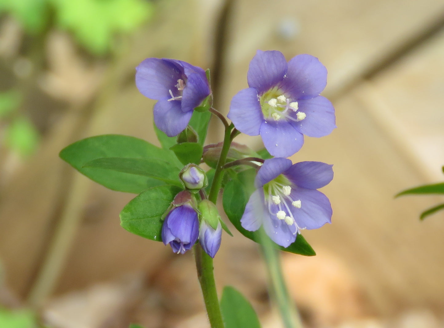 Jacob's Ladder Polemonium Reptans 100 Seeds for Planting Bluebell Native Perennial Flowers