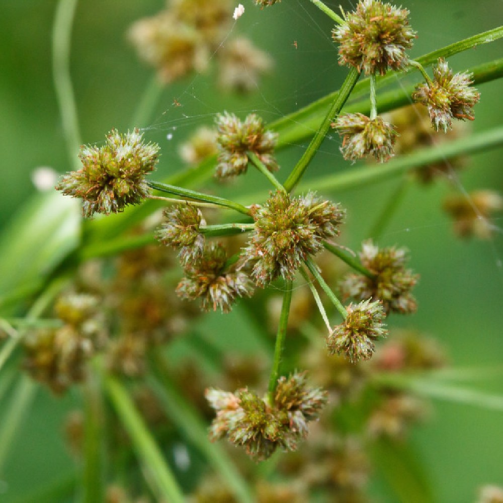 Dark-Green Bulrush Scirpus Atrovirens 1000 Seeds for Planting