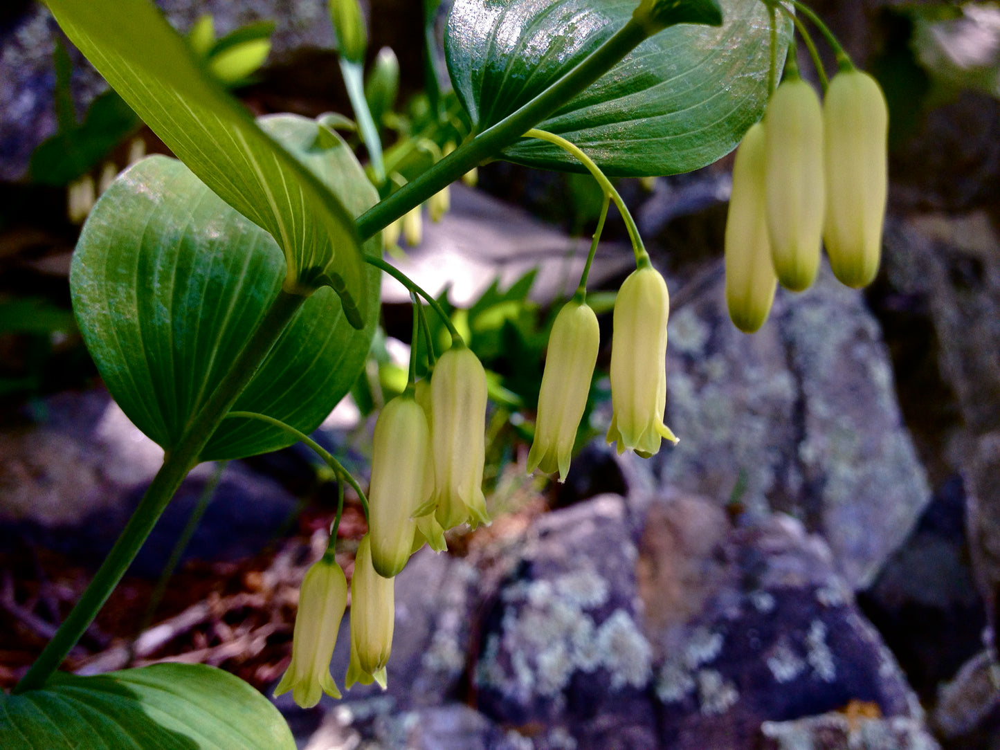 Great Solomon's Seal Polygonatum Canaliculatum 30 Seeds for Planting