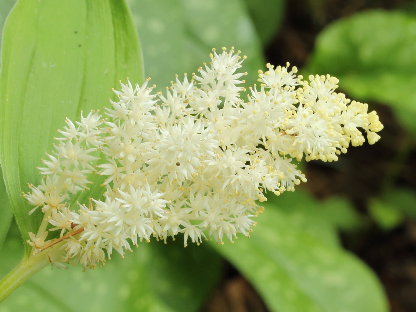False Solomon's Seal Smilacina racemosa 20 Seeds for Planting