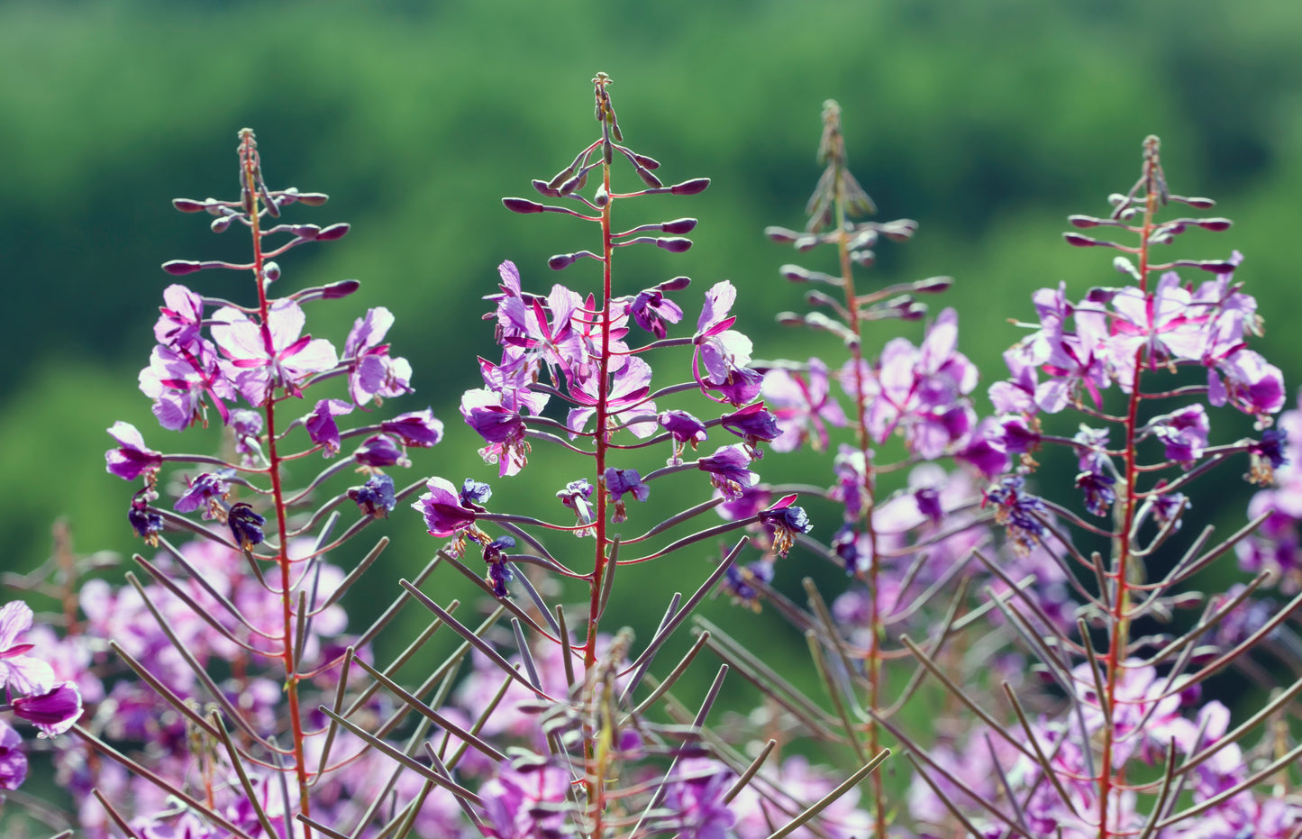 Fireweed Epilobium Angustifolium 500 Seeds for Planting