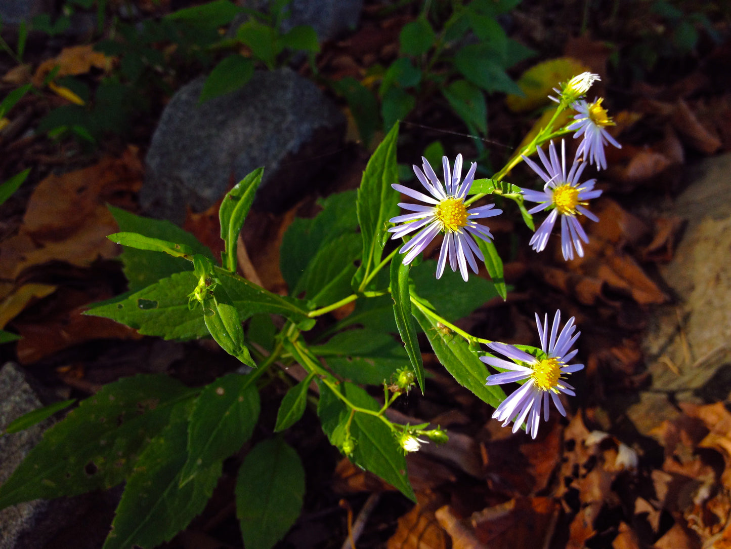 Crooked-stemmed Aster Symphyotrichum Prenanthoides 500 Seeds for Planting