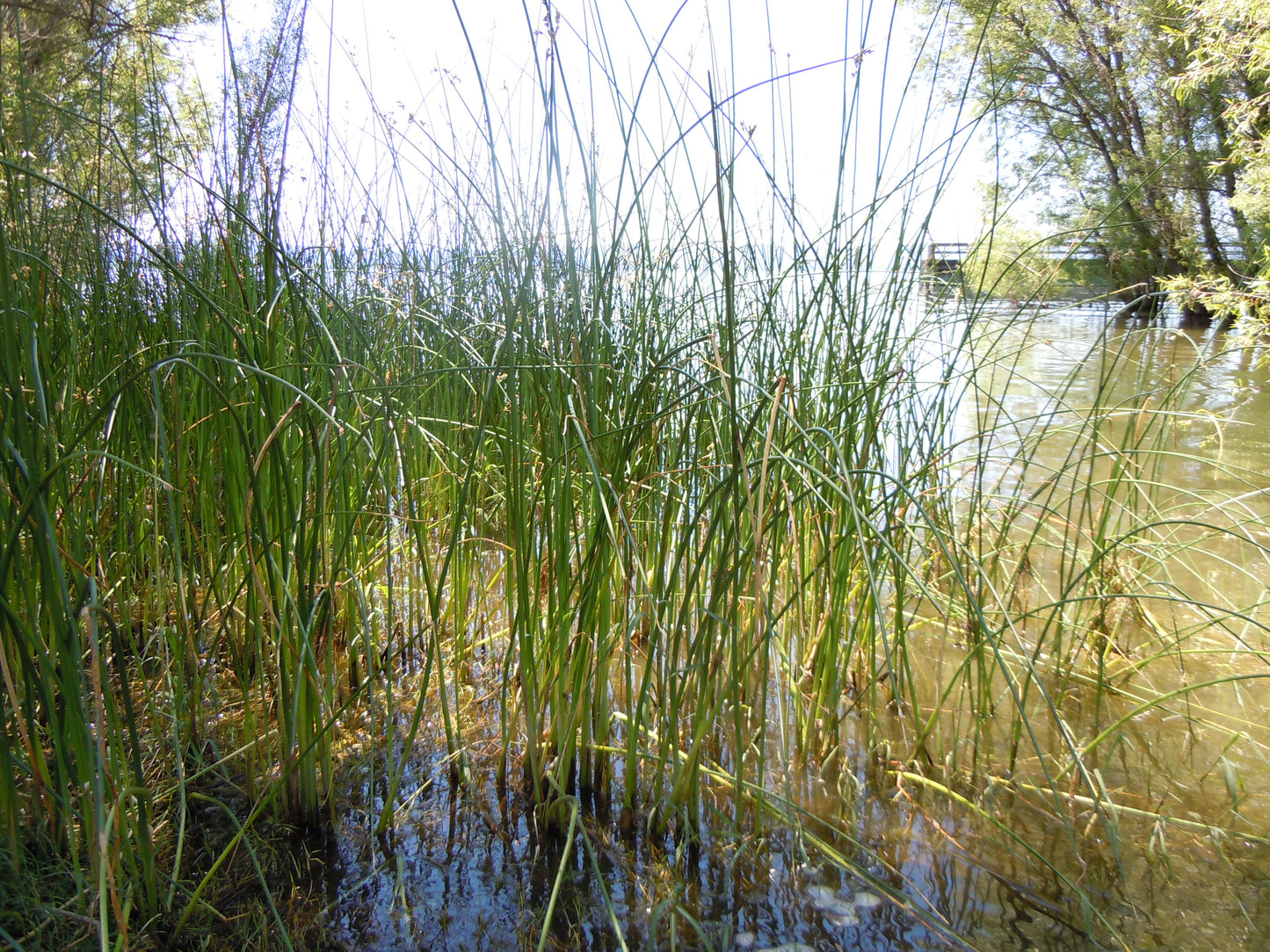 Great Bulrush Schoenoplectus Tabernaemontani 500 Seeds for Planting