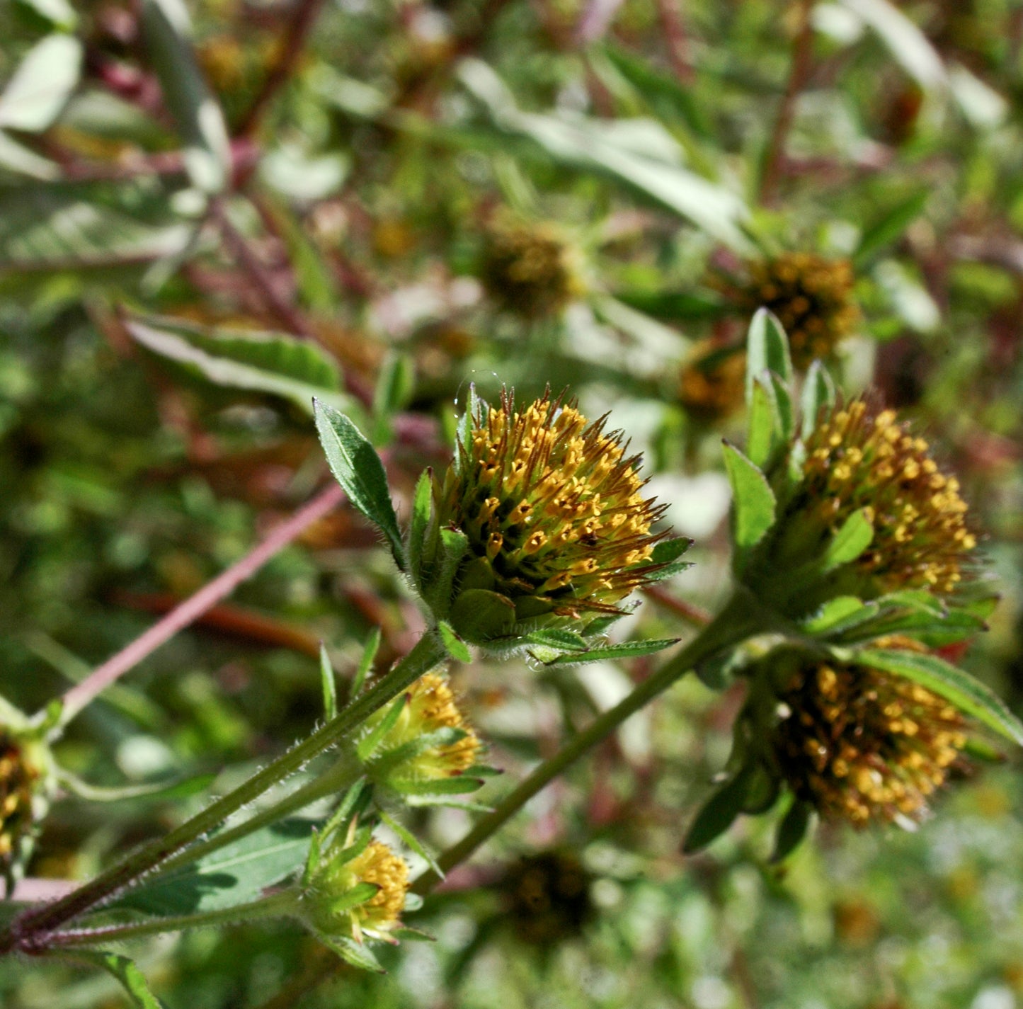 Common Beggarticks Bidens Pilosa 50 Seeds for Planting
