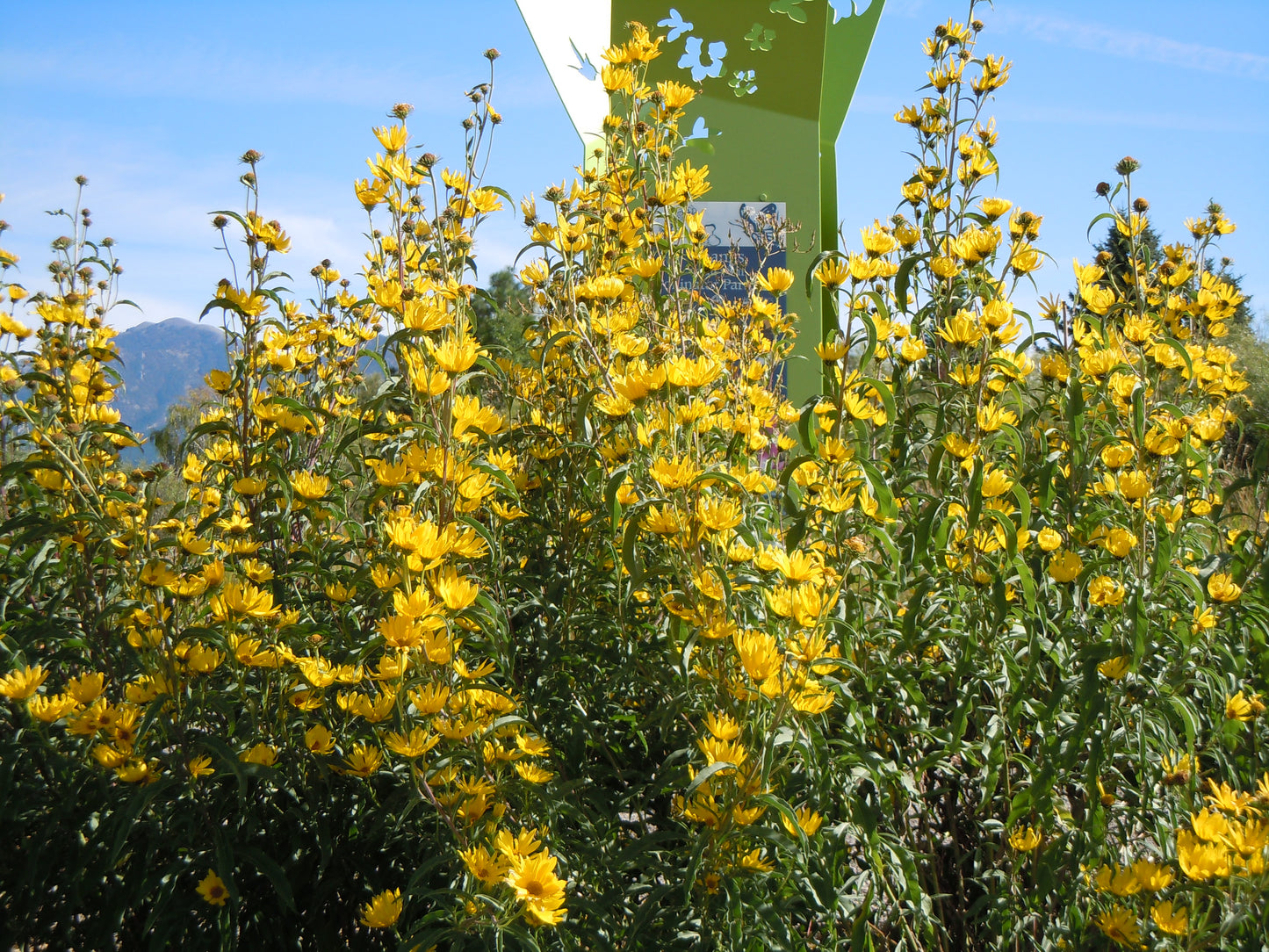Maximilian's Sunflower Helianthus Maximiliani 300 Seeds for Planting Native Flower Seeds