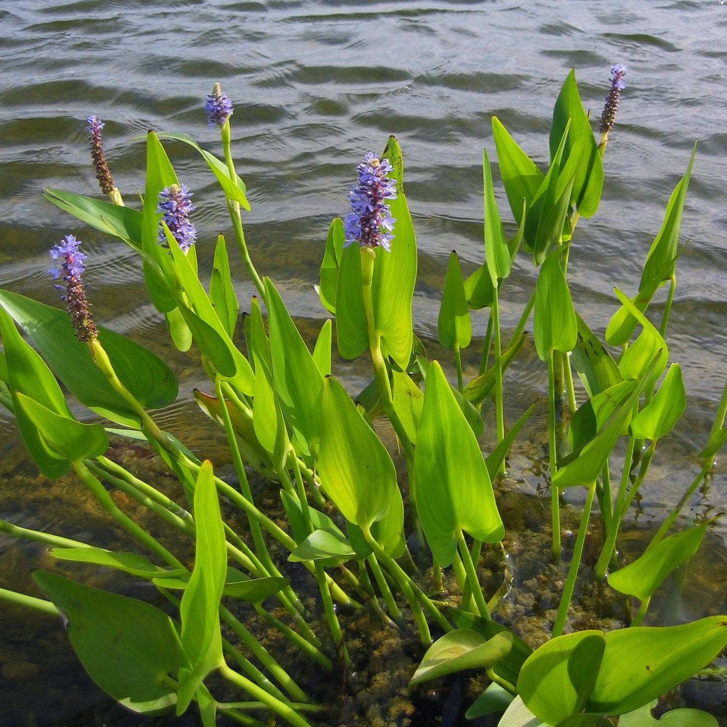Pickerelweed Pontederia Cordata 20 Seeds for Planting