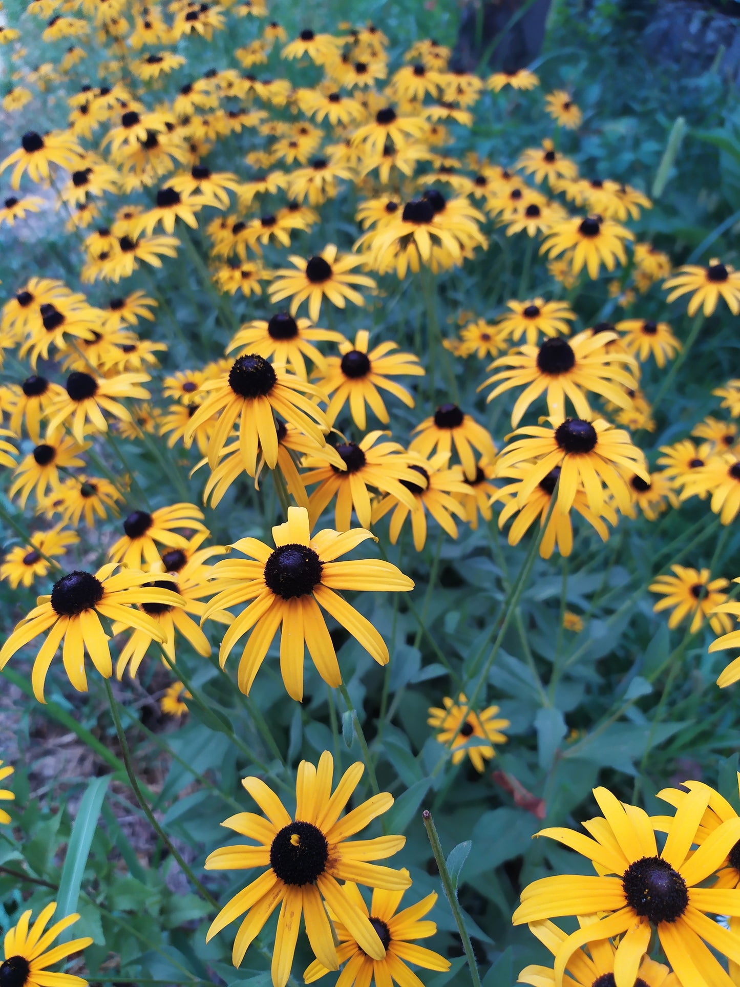 Bush's Coneflower Echinacea paradoxa 100 Seeds for Planting Yellow-Purple Coneflower