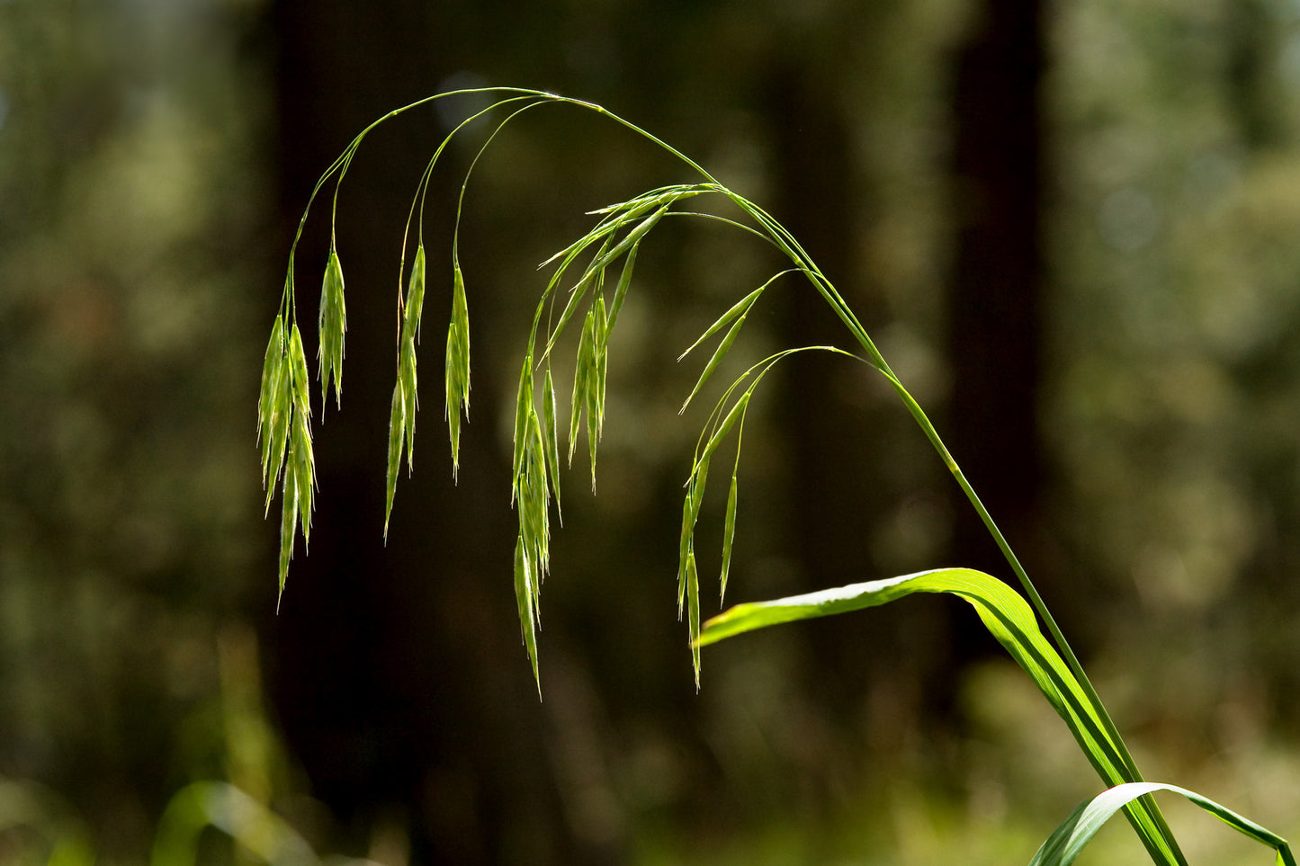 Fringed Brome Bromus ciliatus 300 Seeds for Planting