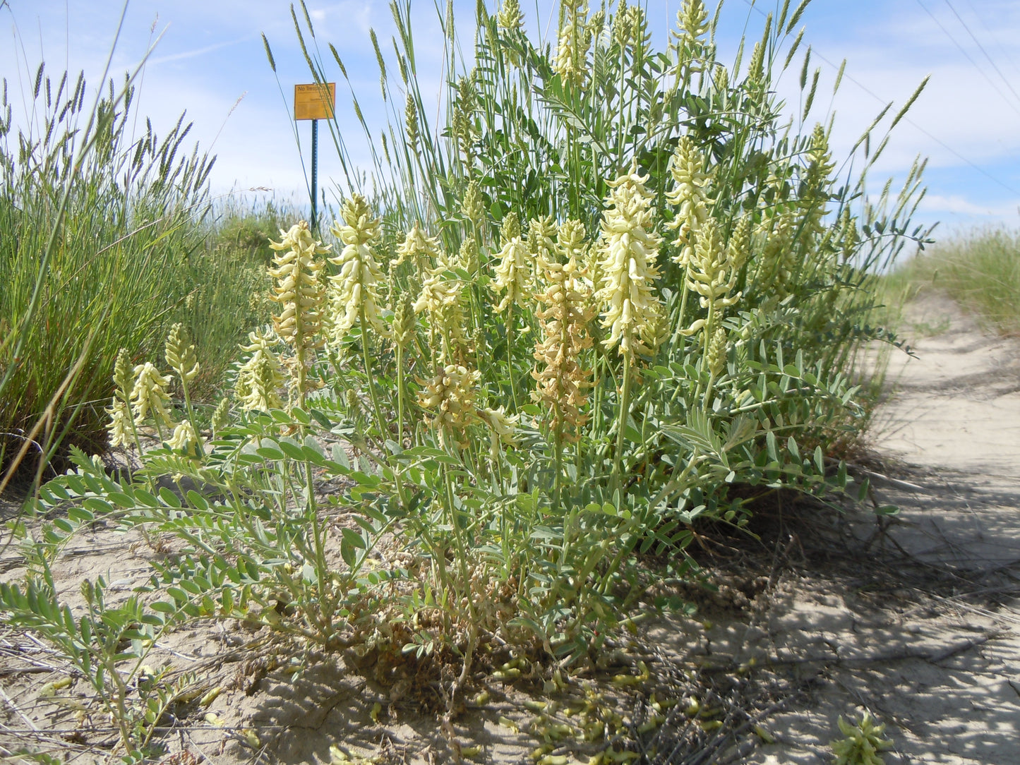 Canada Milk Vetch Astragalus Canadensis 500 Seeds for Planting Green Flowers