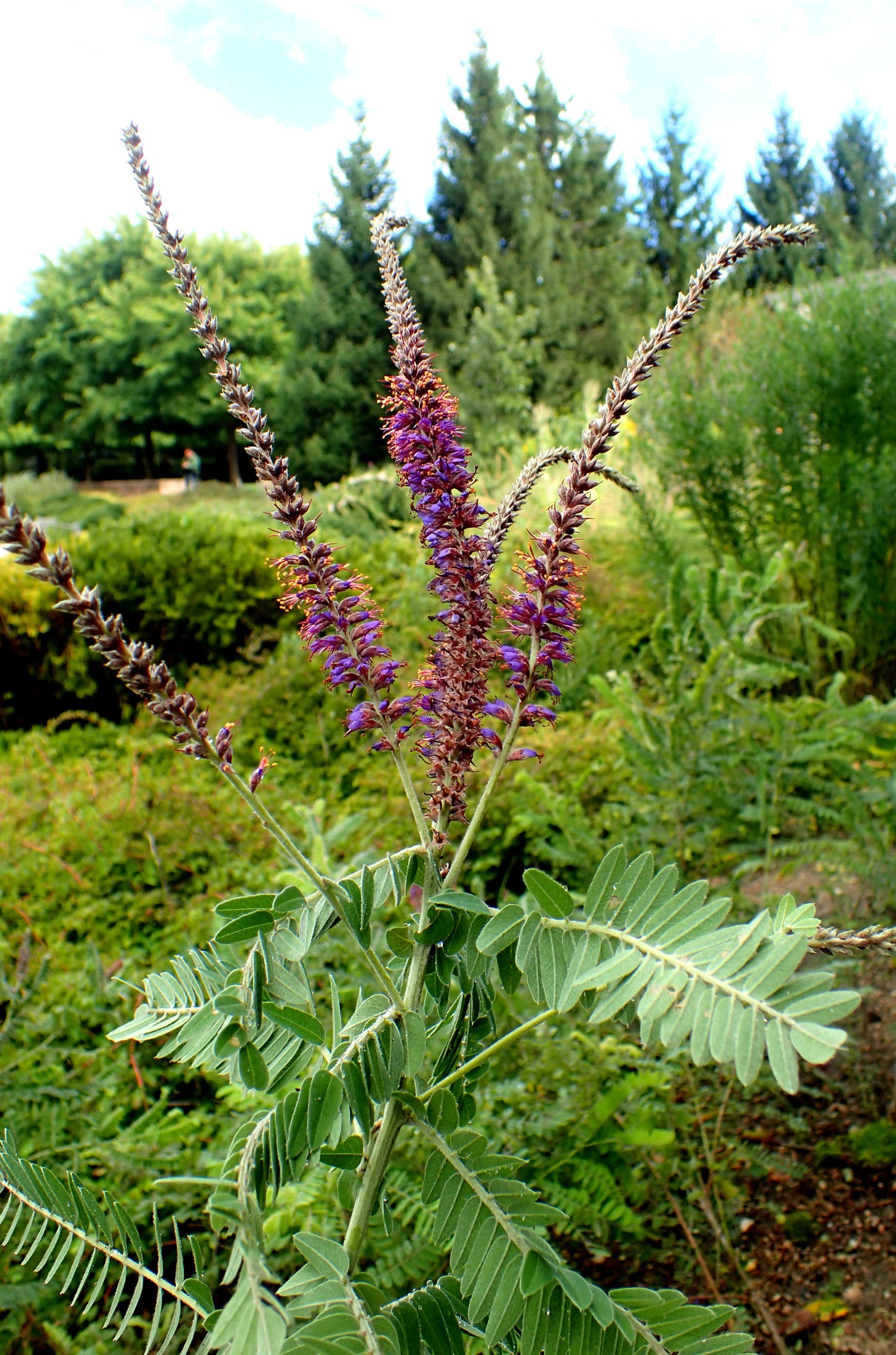 Lead Plant Amorpha Canescens 150 Seeds for Planting Purple Blossoms