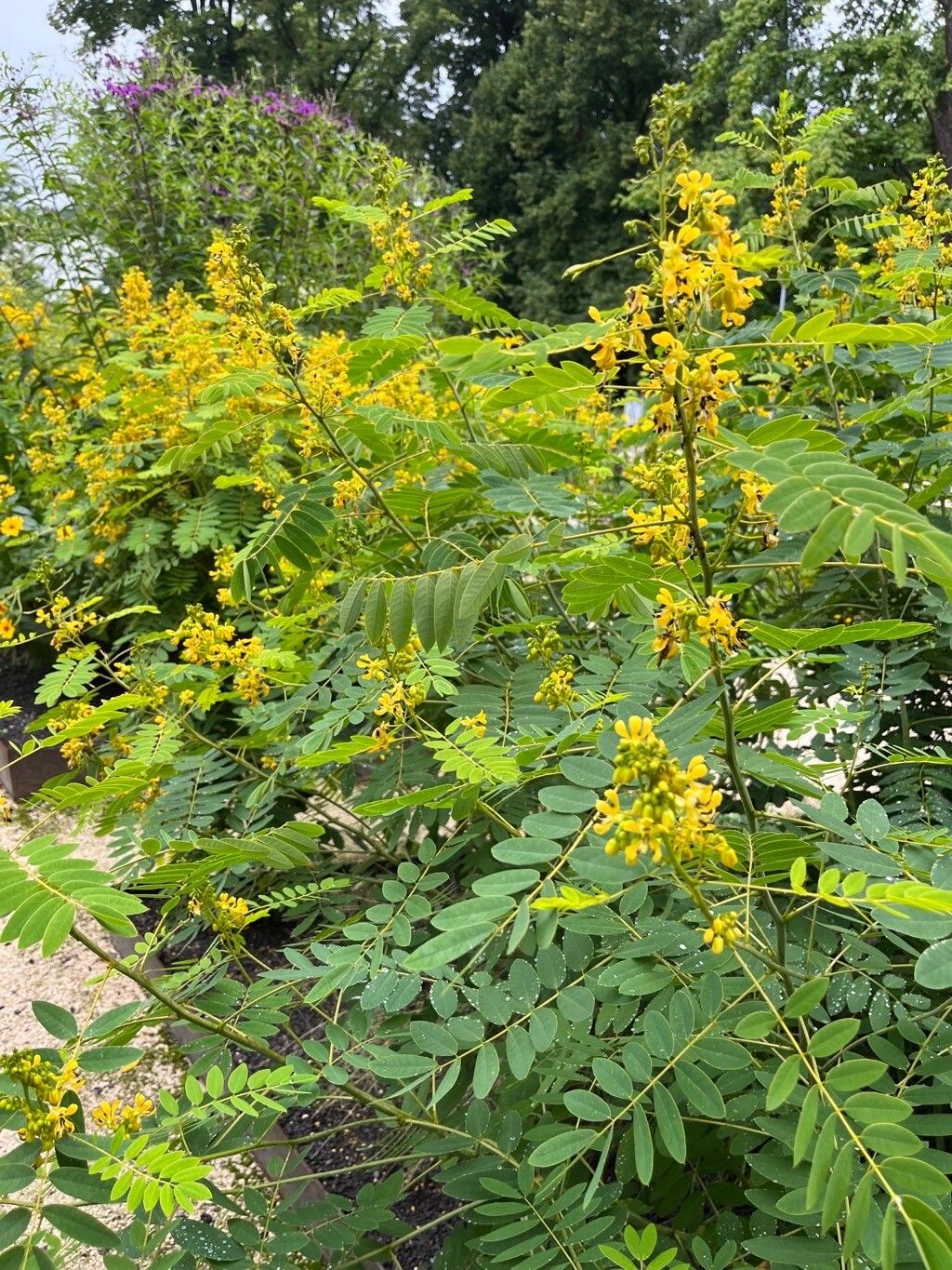 Maryland Senna Senna Marilandica 100 Seeds for Planting Fabaceae Family Seeds