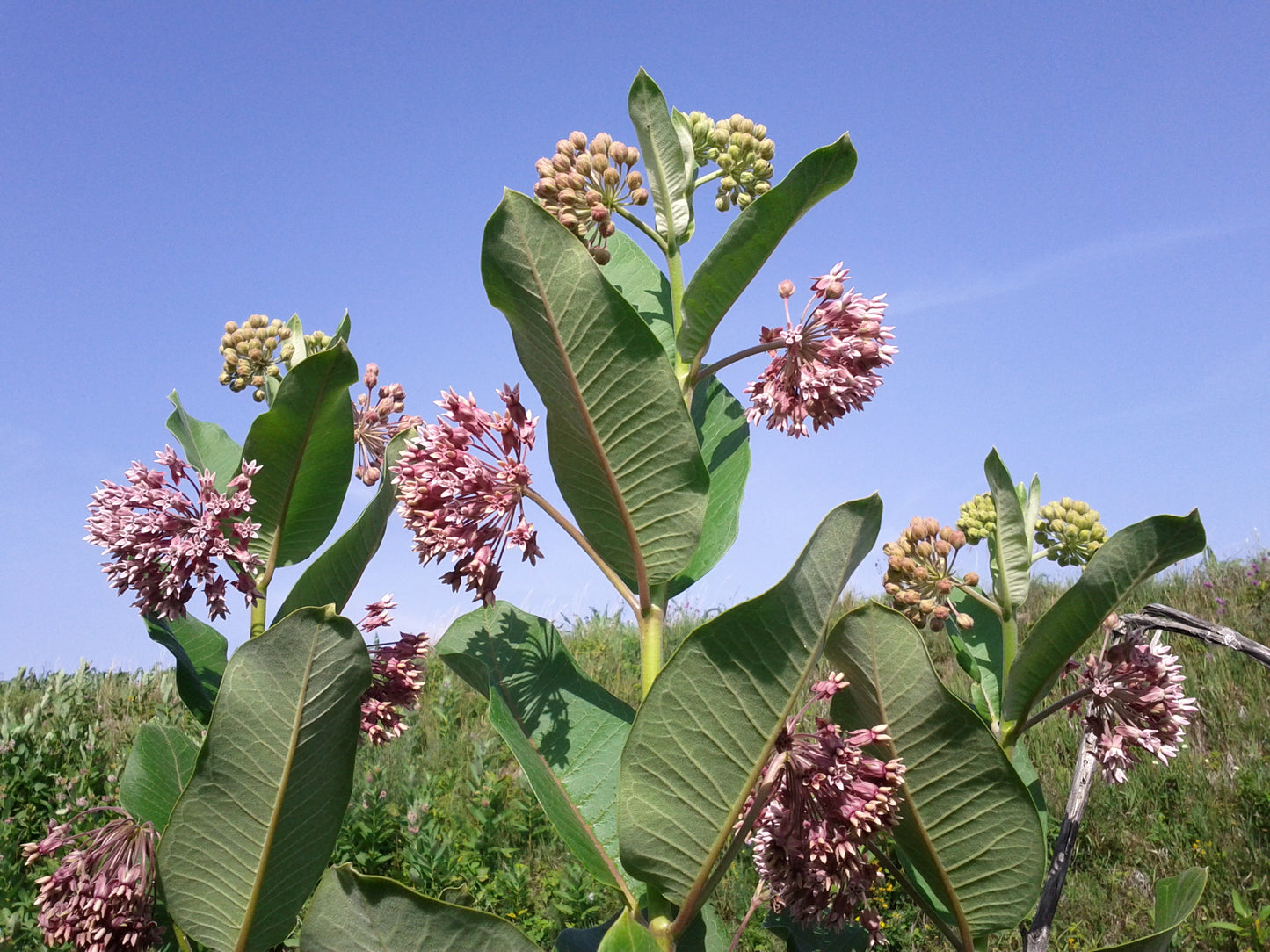 Common Milkweed Asclepias Syriaca 150 Seeds for Planting Native Flower Seeds