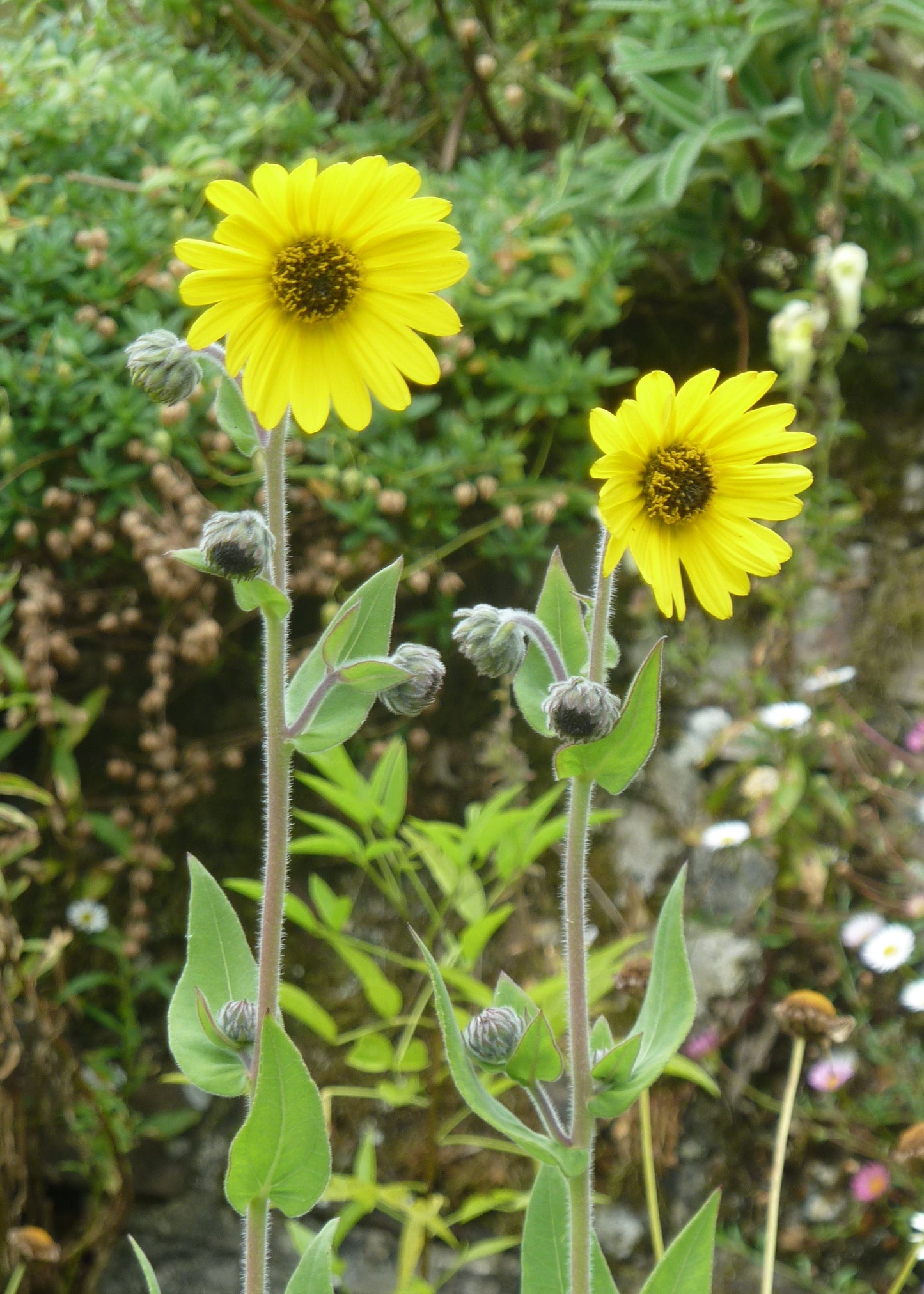 Downy Sunflower Helianthus Mollis 100 Seeds for Planting