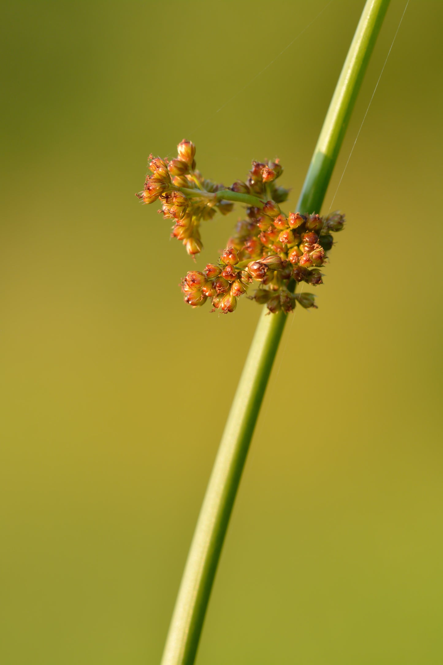Common Rush Juncus Effusus 1000 Seeds for Planting