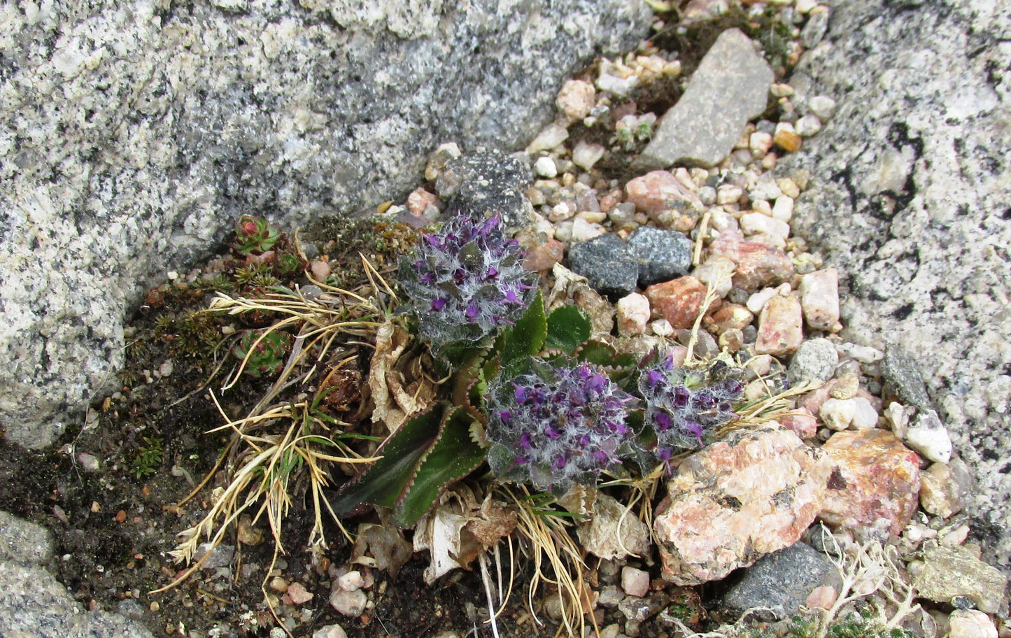 Kittentails Wulfenia Bullii 100 Seeds for Planting Bull's Coraldrops
