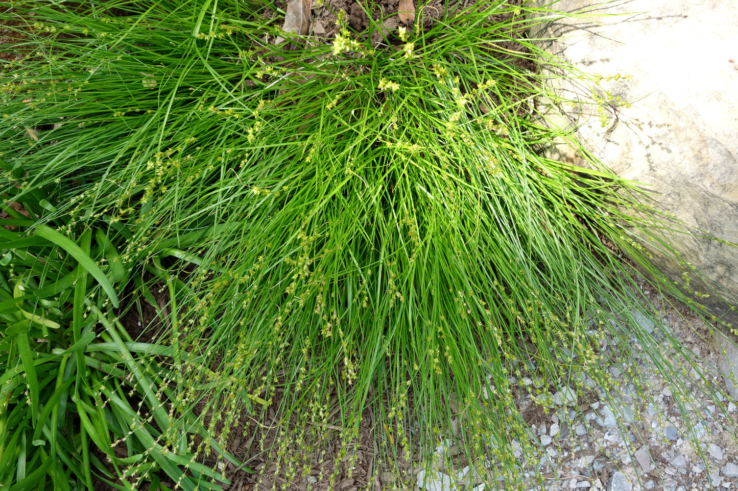 Eastern Star Sedge Carex Radiata 200 Seeds for Planting
