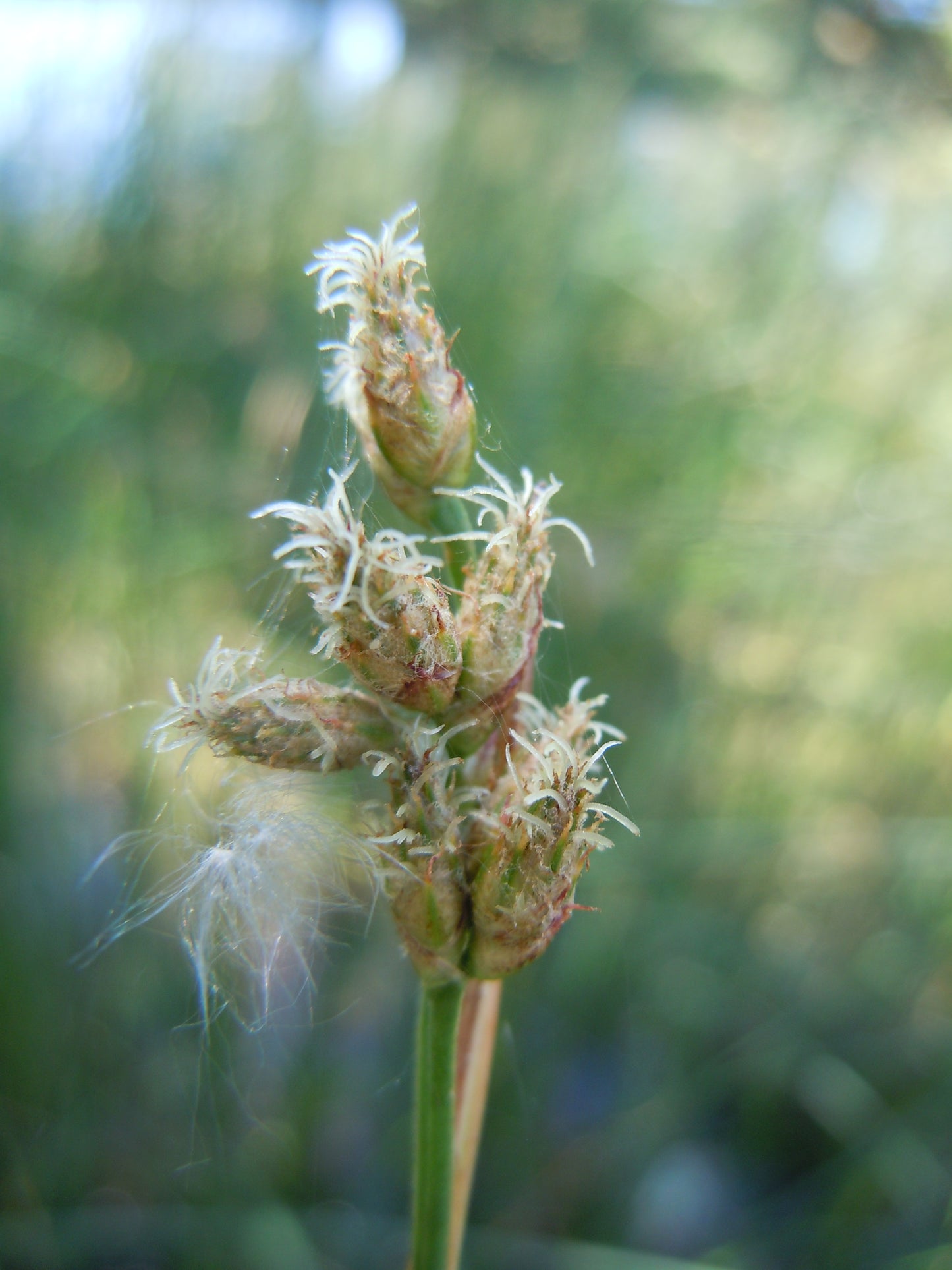 Rufous Bulrush Scirpus Pendulus 2000 Seeds for Planting